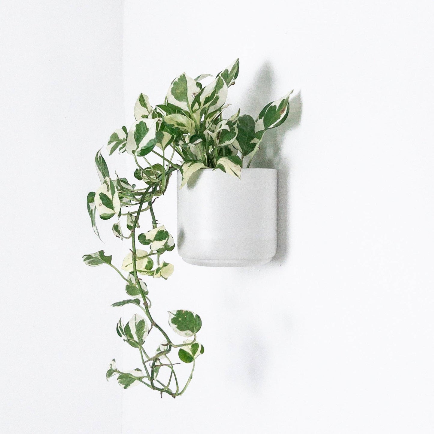 7" & 5" Wall Mounted Signature Stone Planters: 7" Wall Planter