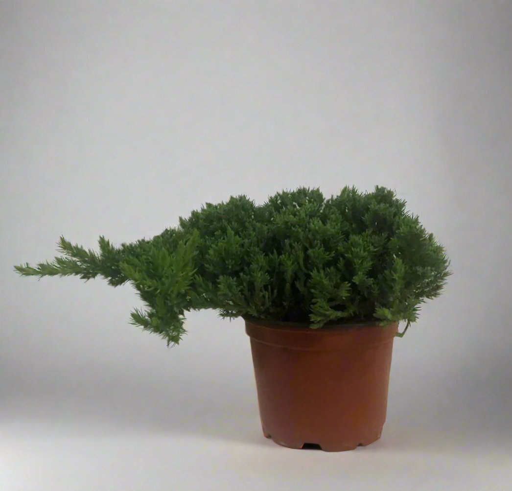 Bonsai Juniper