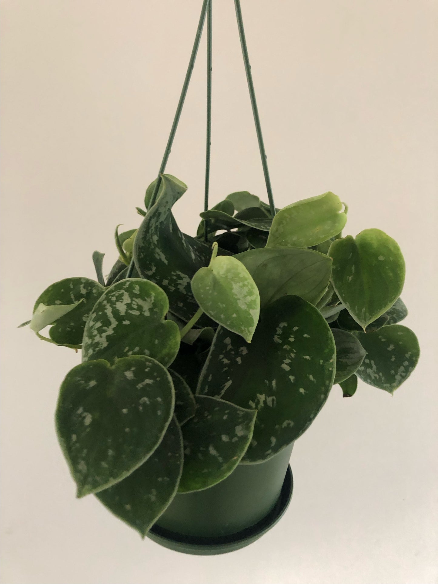 Philodendron Silver Satin