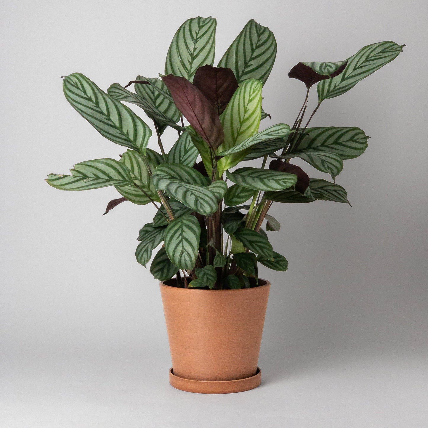 7" Tapered Signature Planter Pot & Saucer Set | Earth Tones: Beachwood