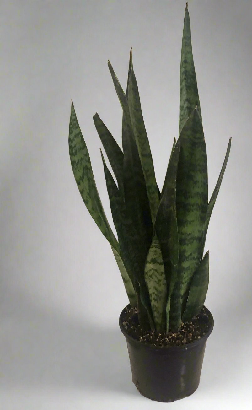 6" Green Sansevieria Snake Plant