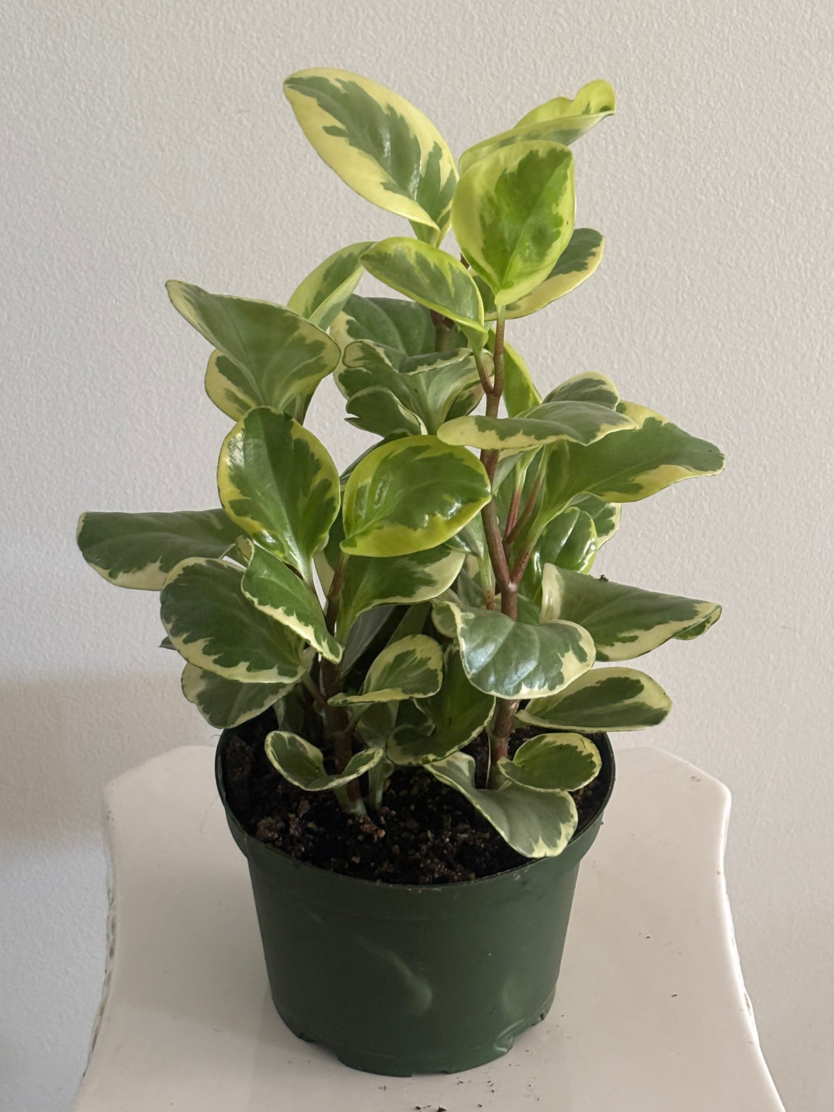 6" Peperomia Obtusifolia Variegated