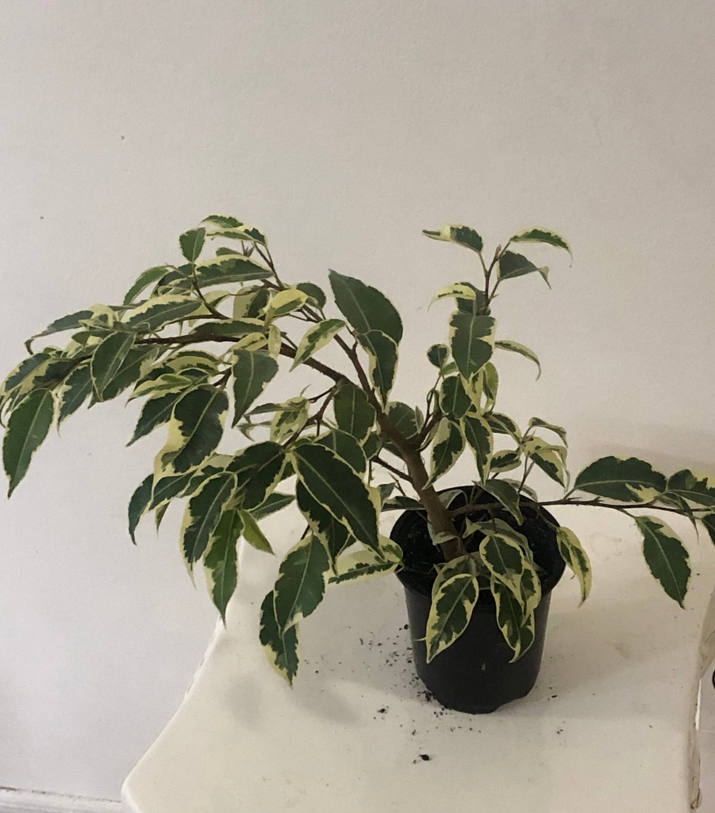 Ficus Benjamina Starlight