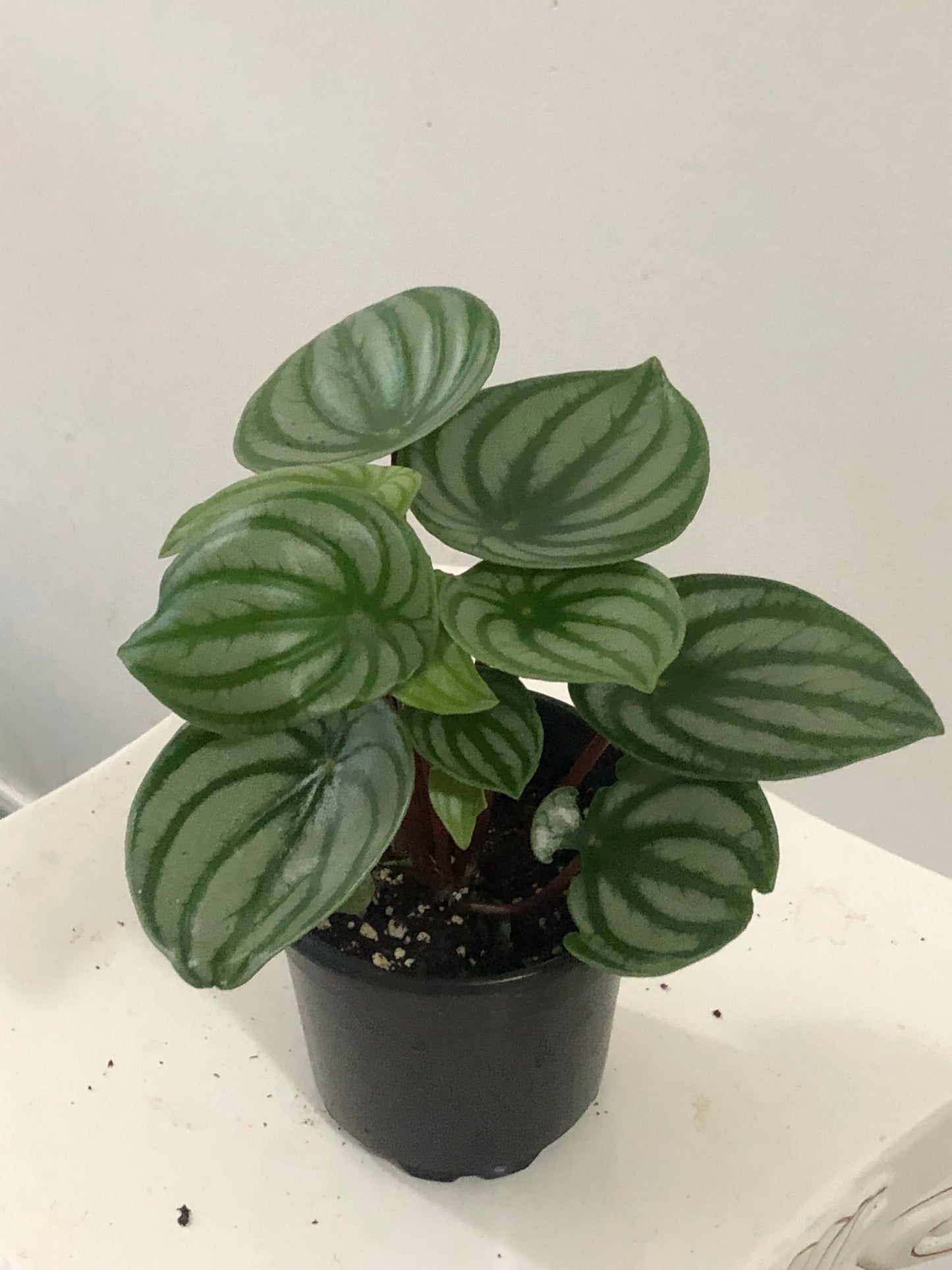 Peperomia Watermelon