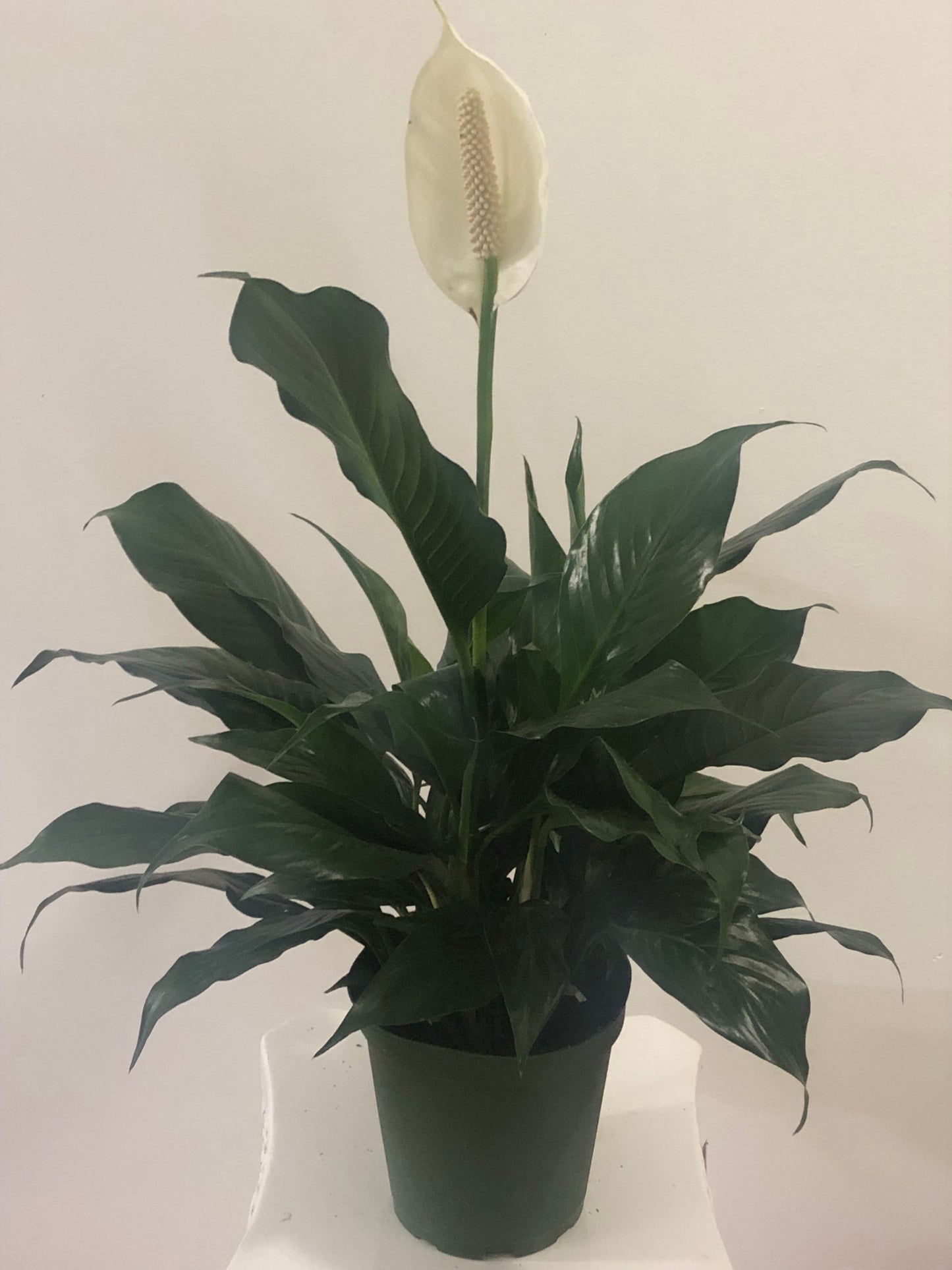 Peace Lily