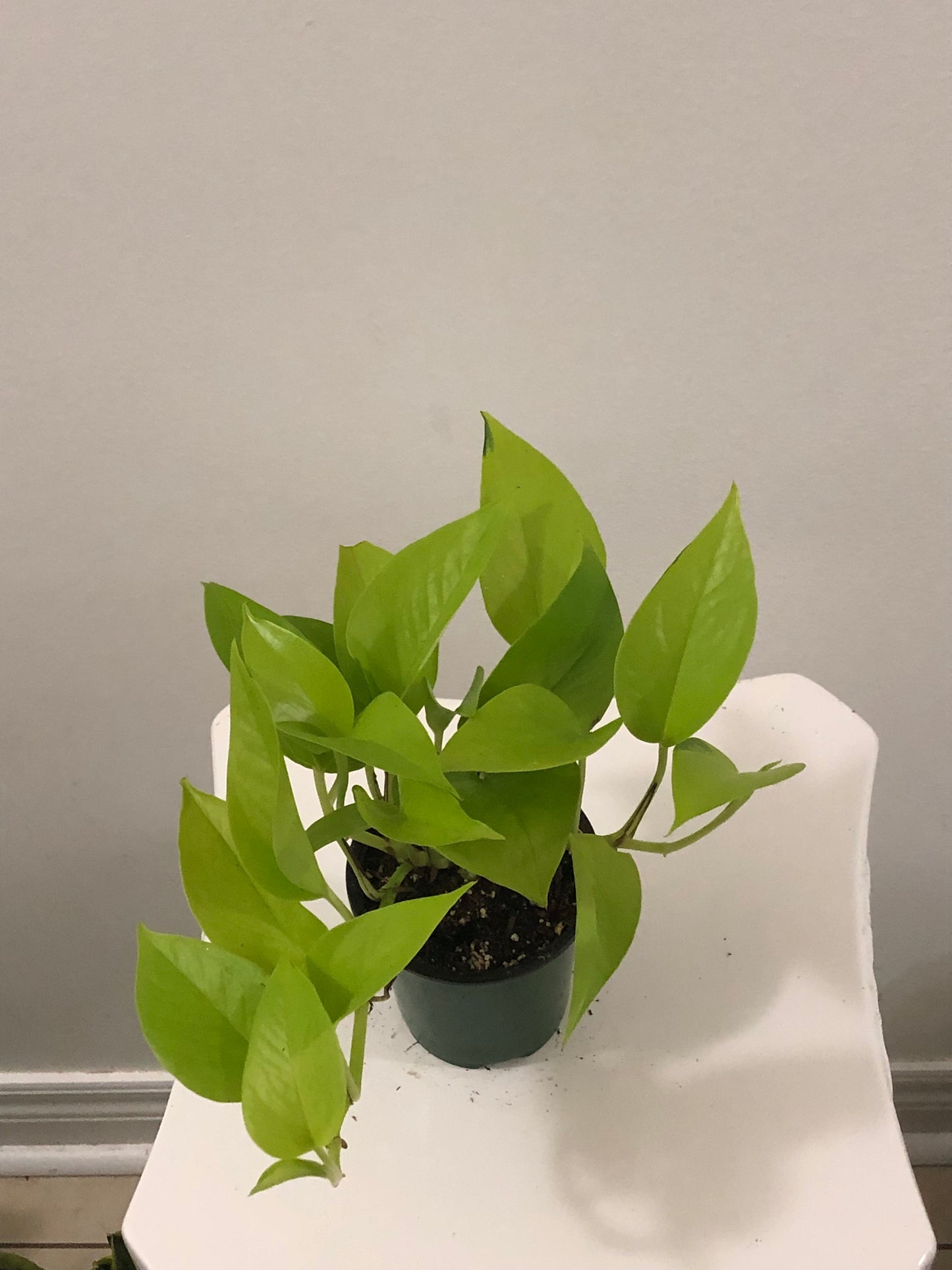 Neon Pothos