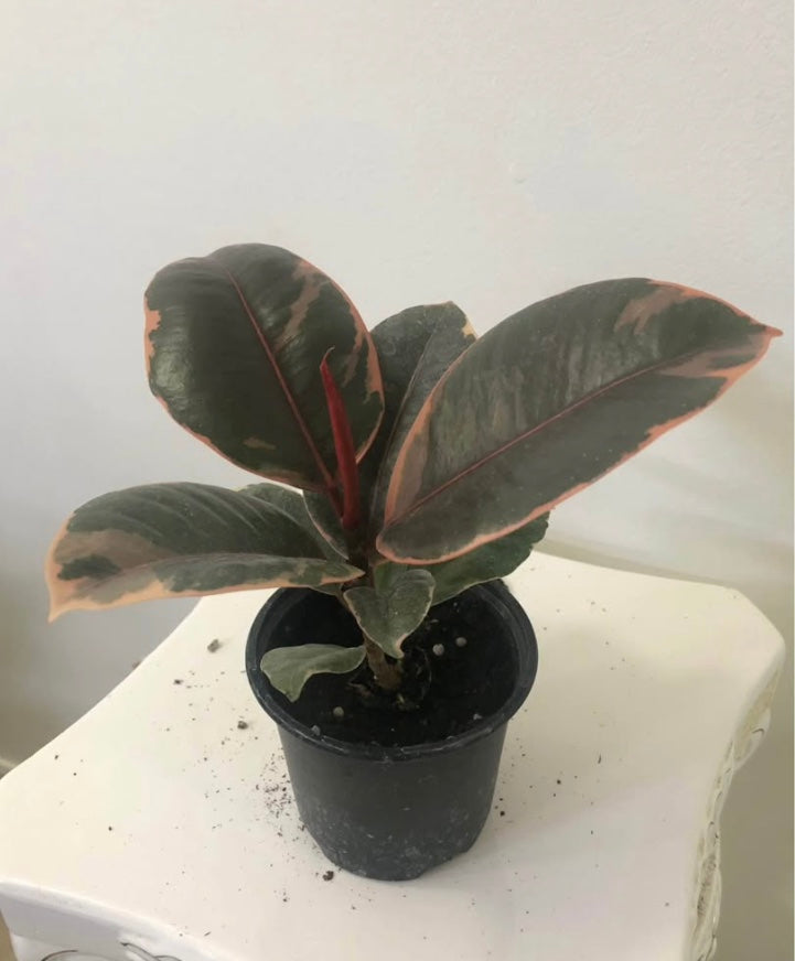 Ficus Rubber Ruby