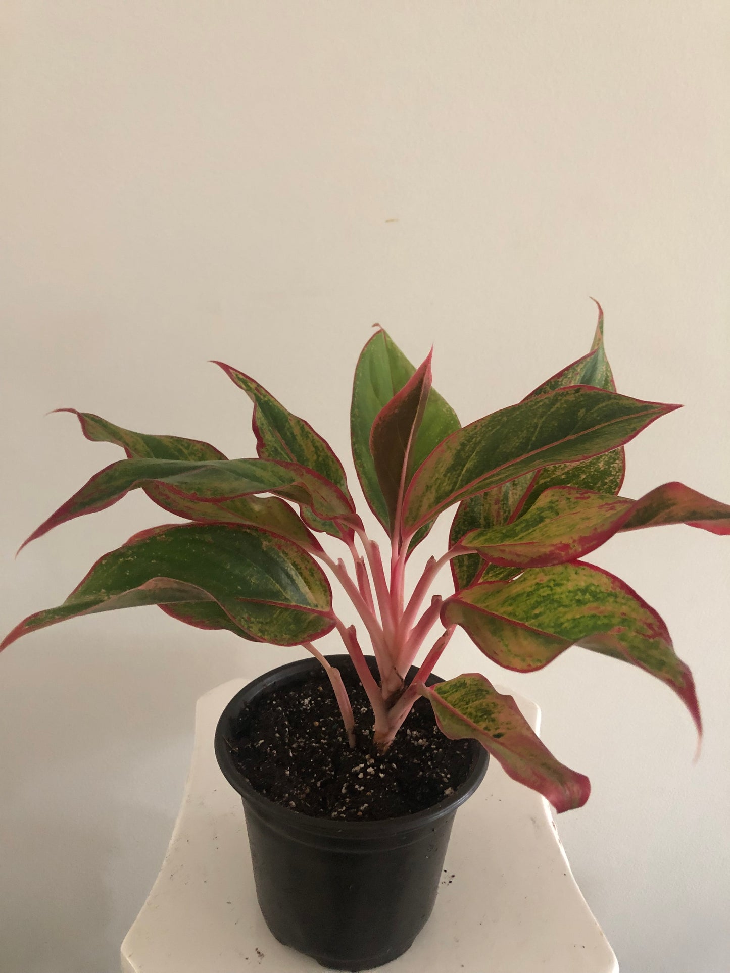 6" Aglaonema Red Siam