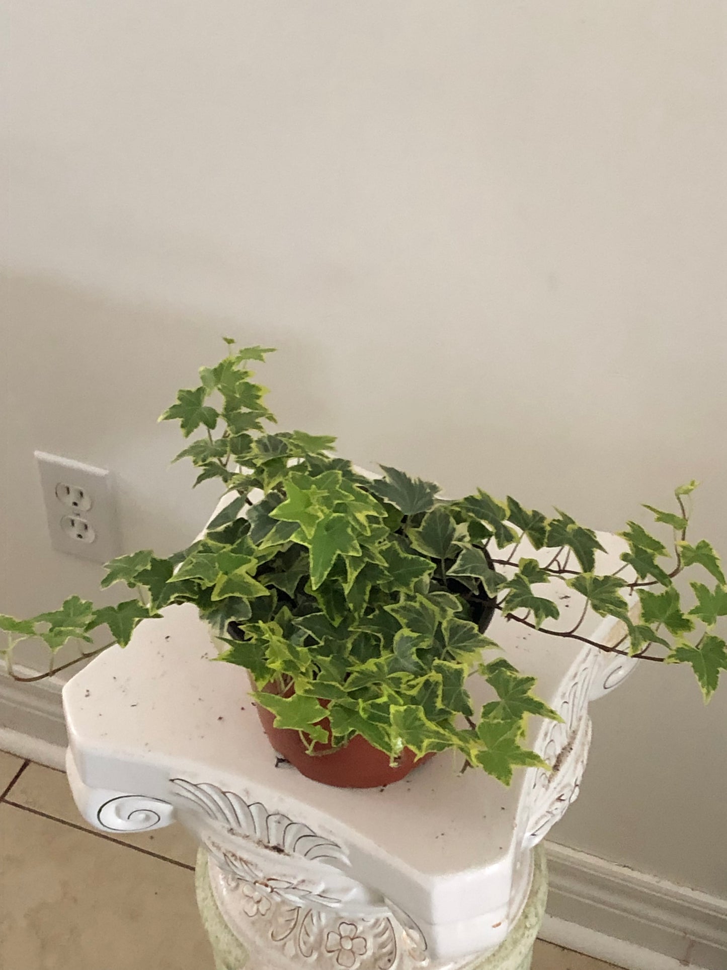6" Ivy Variegated