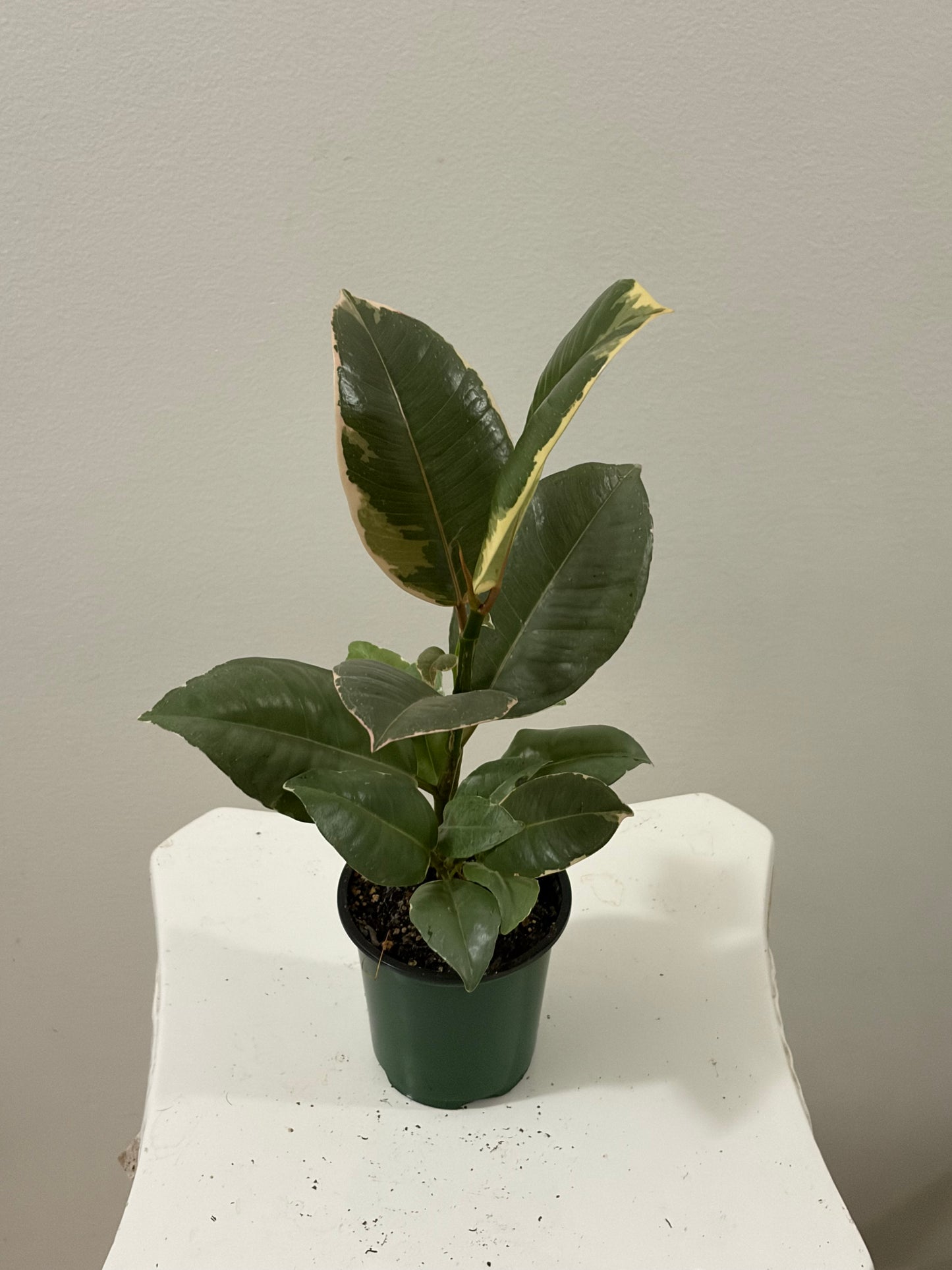 4" Ficus Tineke Variegated