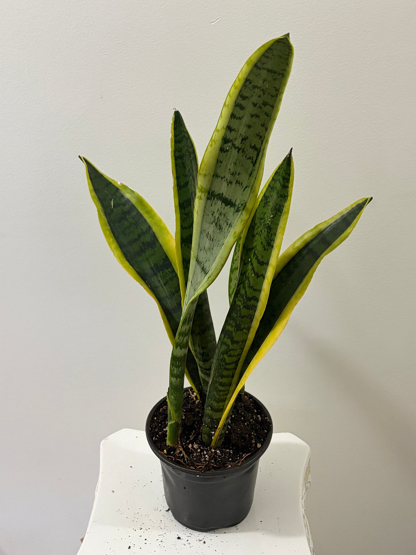 6" Pot Snake Plant