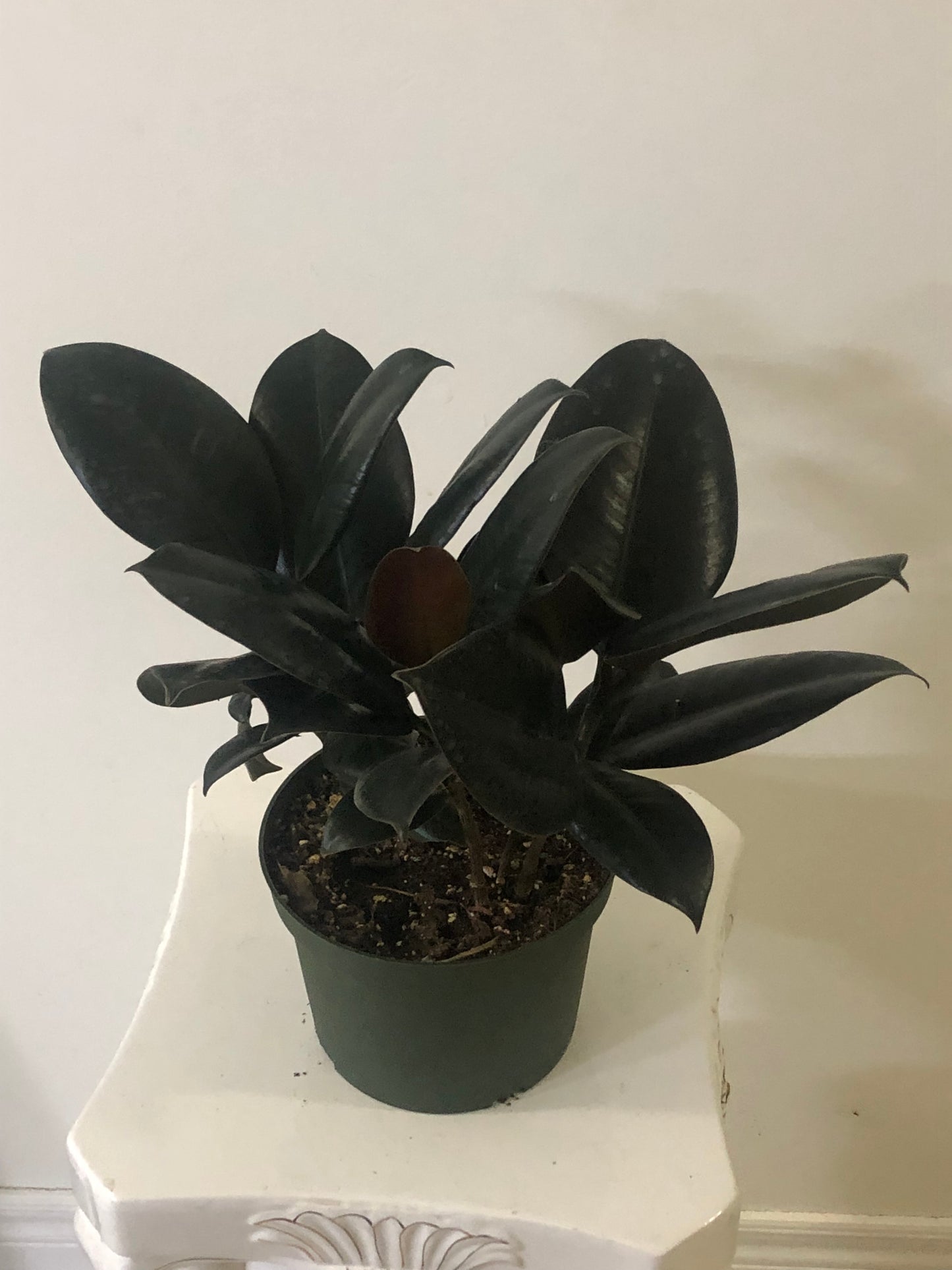 6" Ficus Burgundy