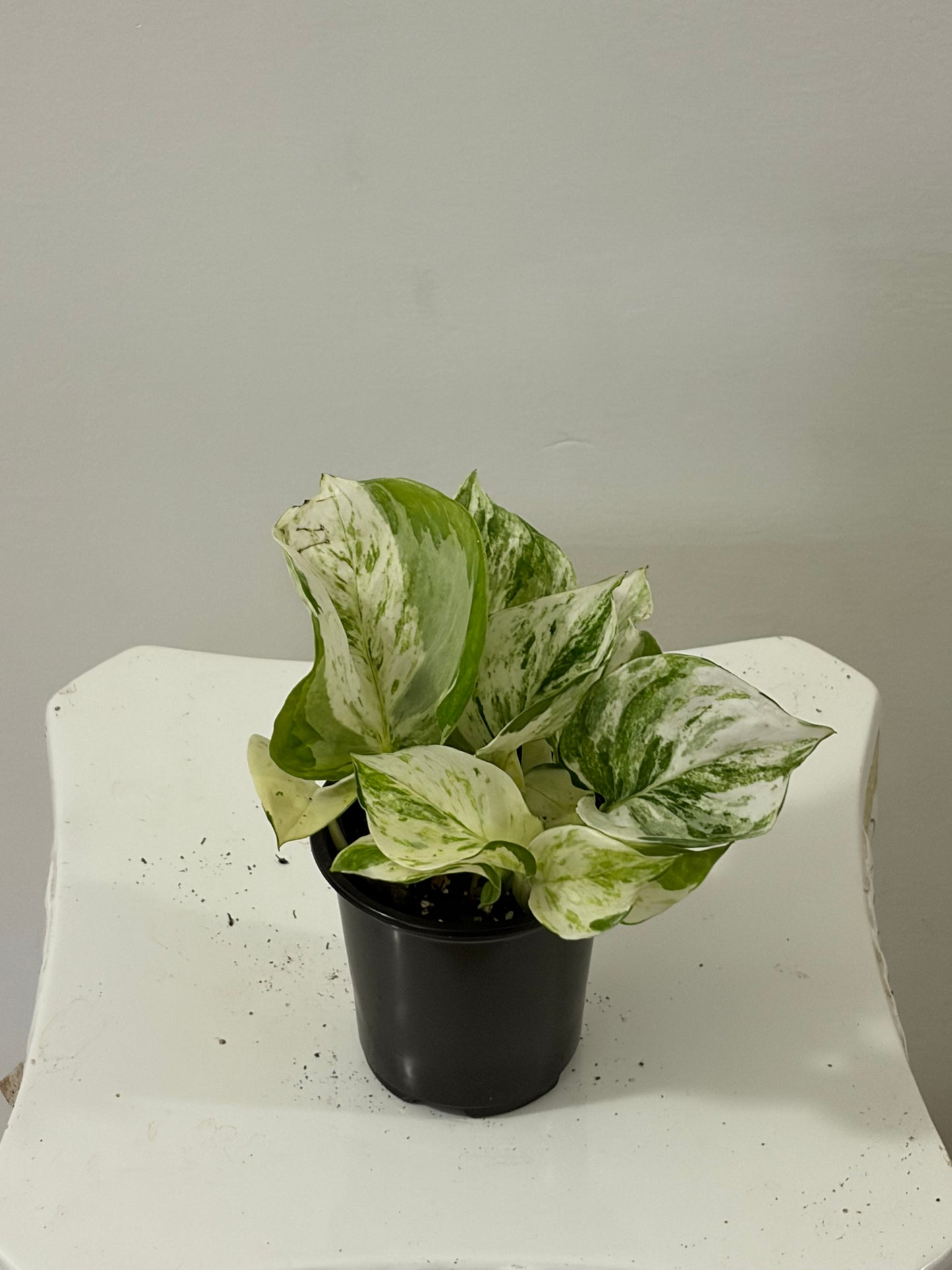 4" Manjula Pothos