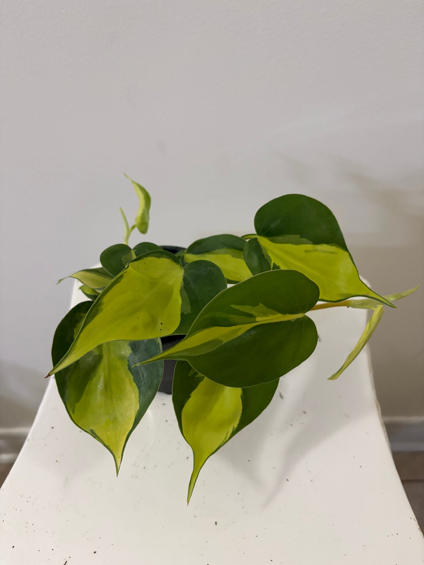 4" Philodendron Brazil