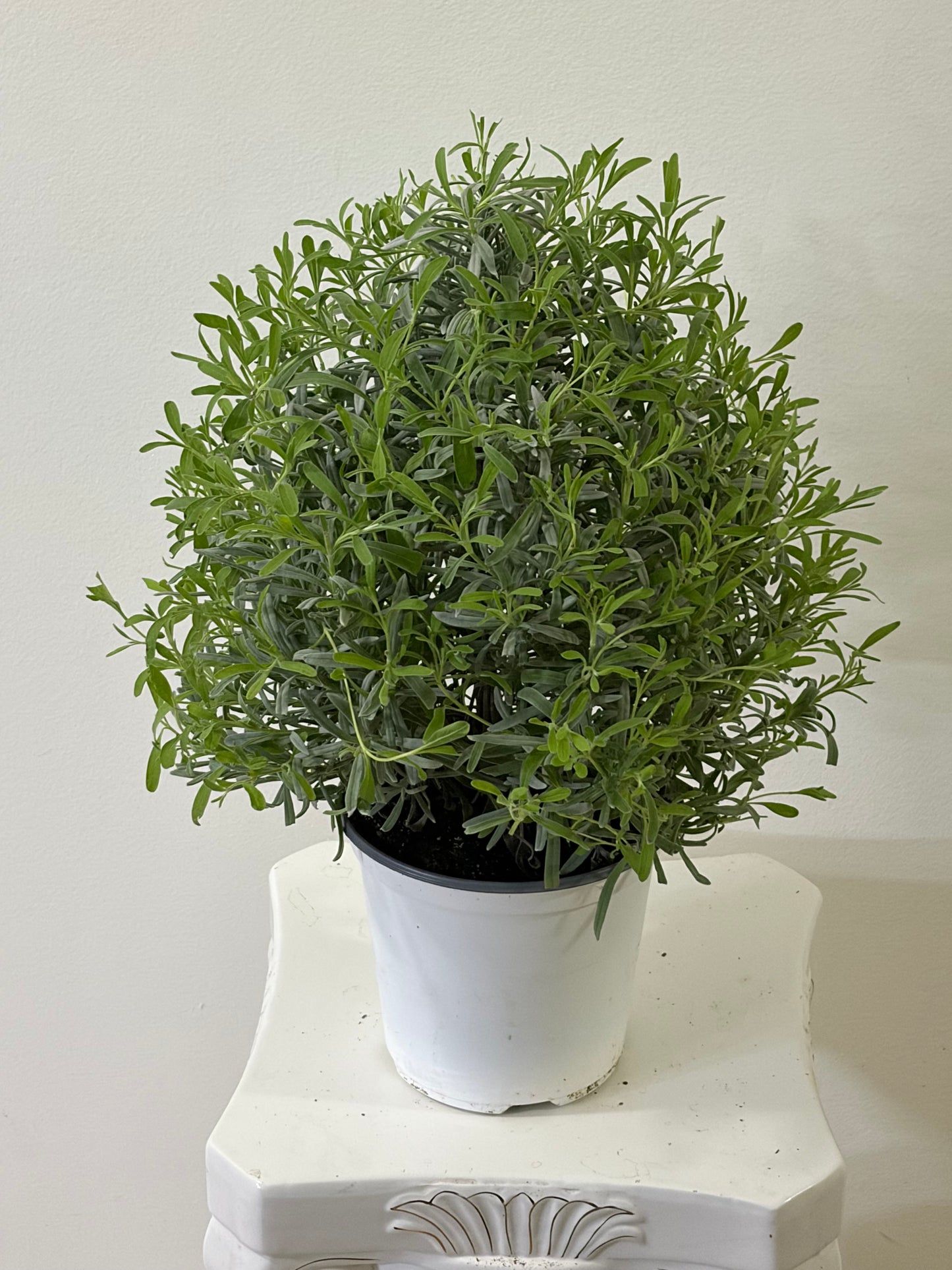 6" Lavender Tree