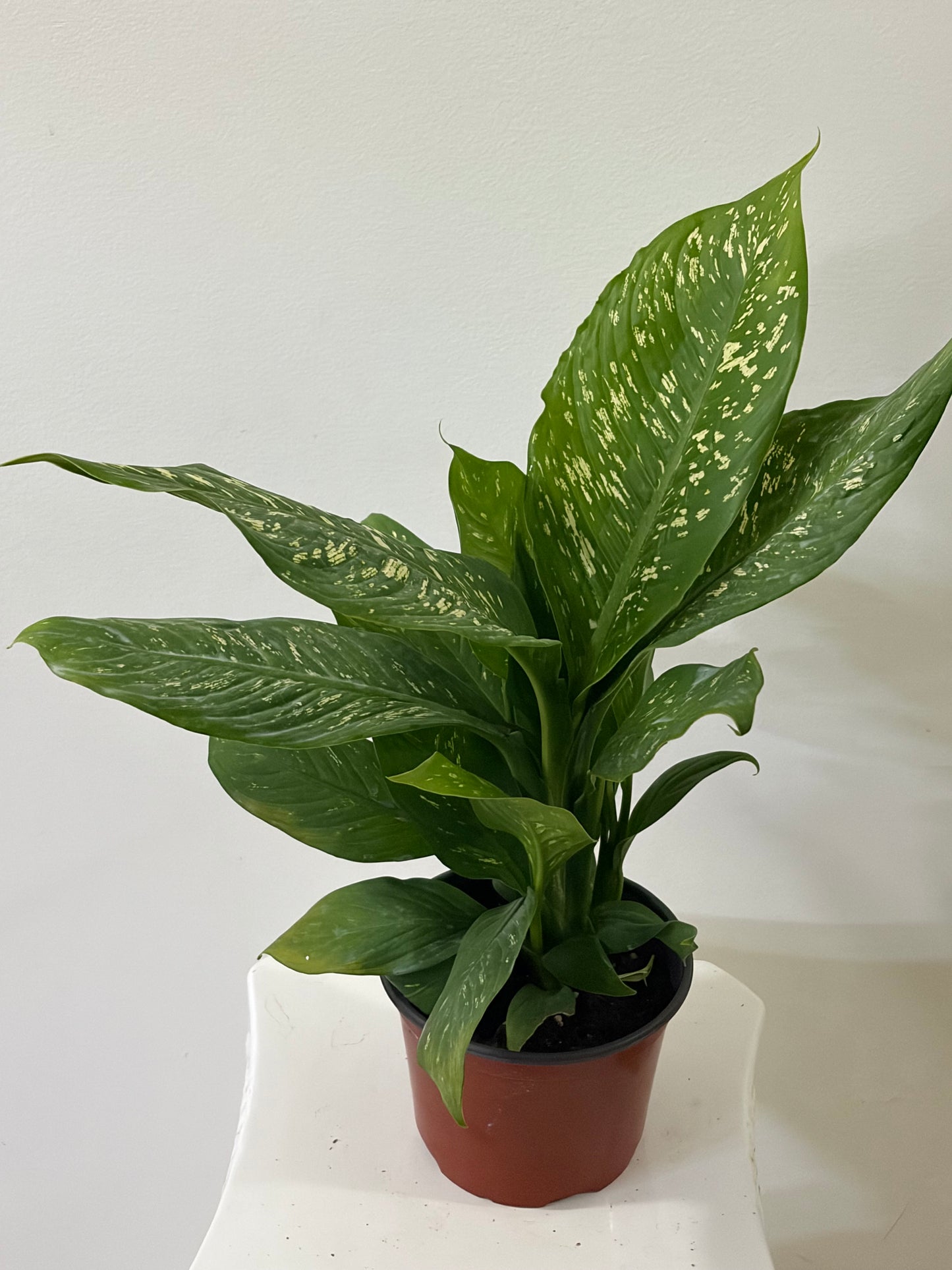 6" Dieffenbachia White Elena(Amoena)