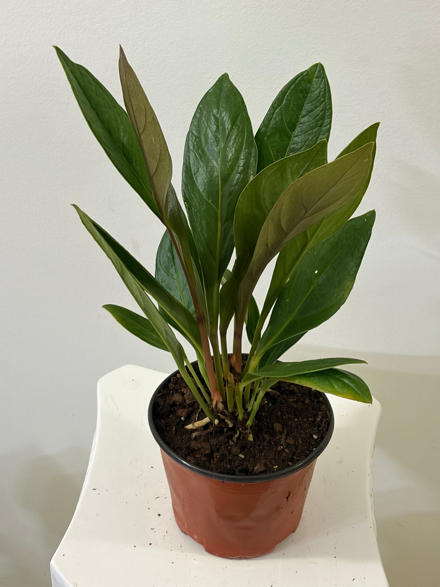 6" Anthurium Cobra