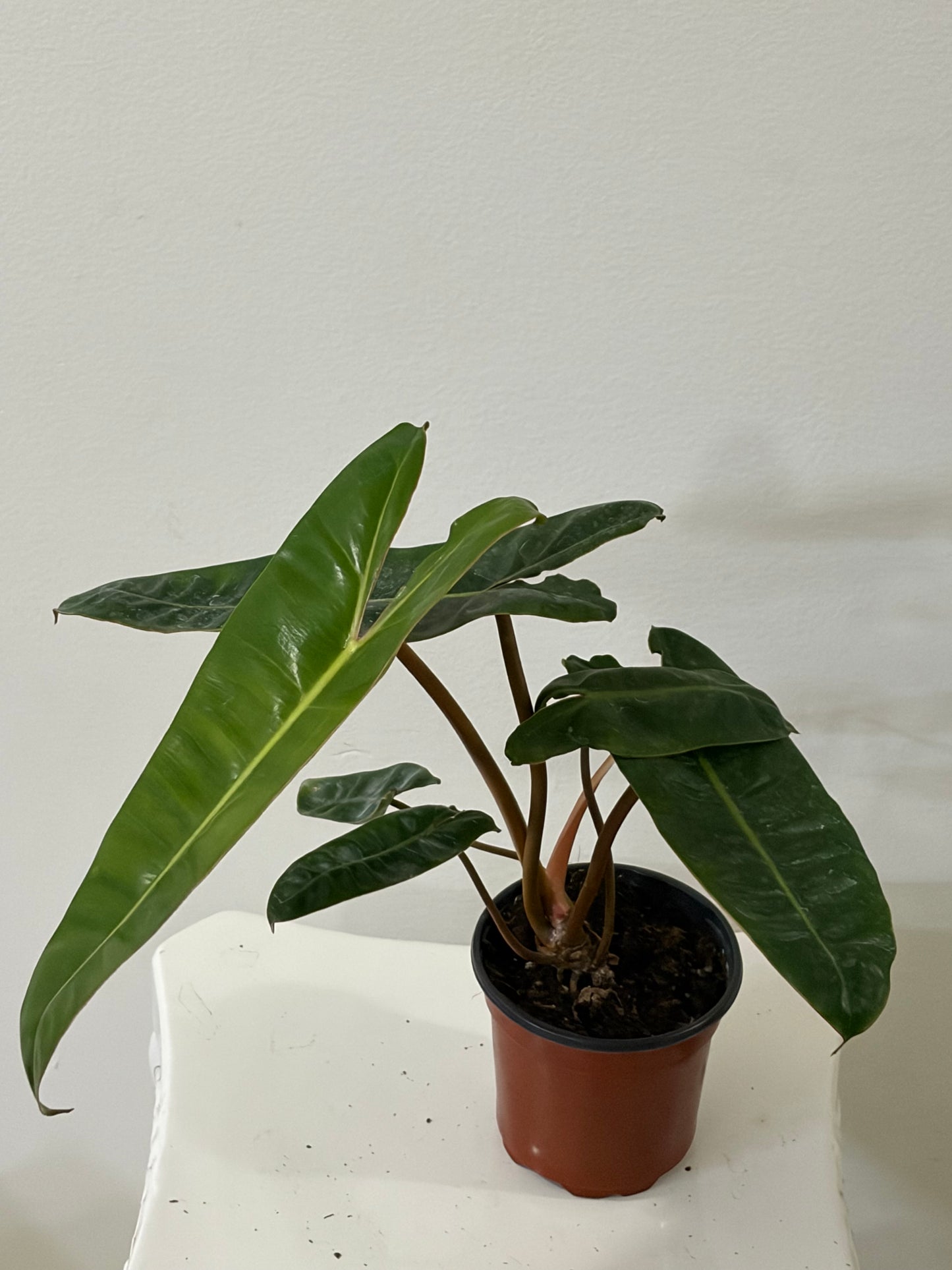 4" Phildendron Billietiae