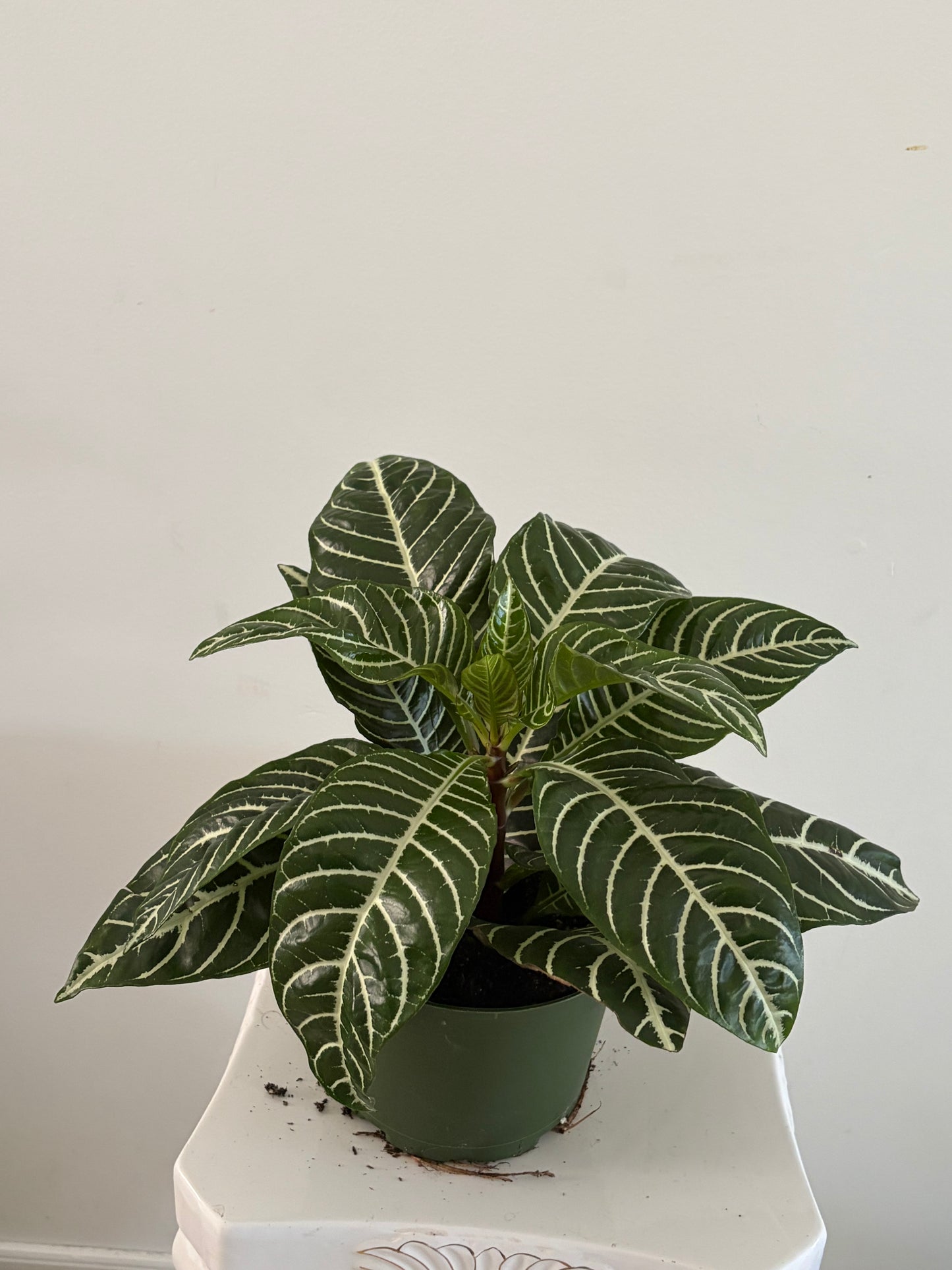 6" Zebra Plant