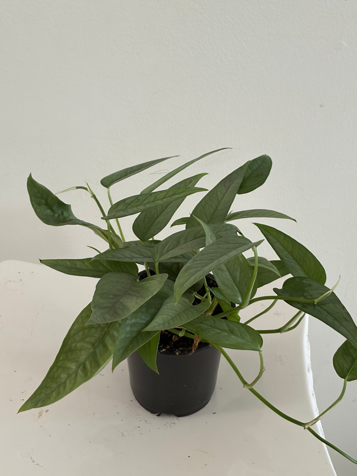 4" Cebu Blue Pothos
