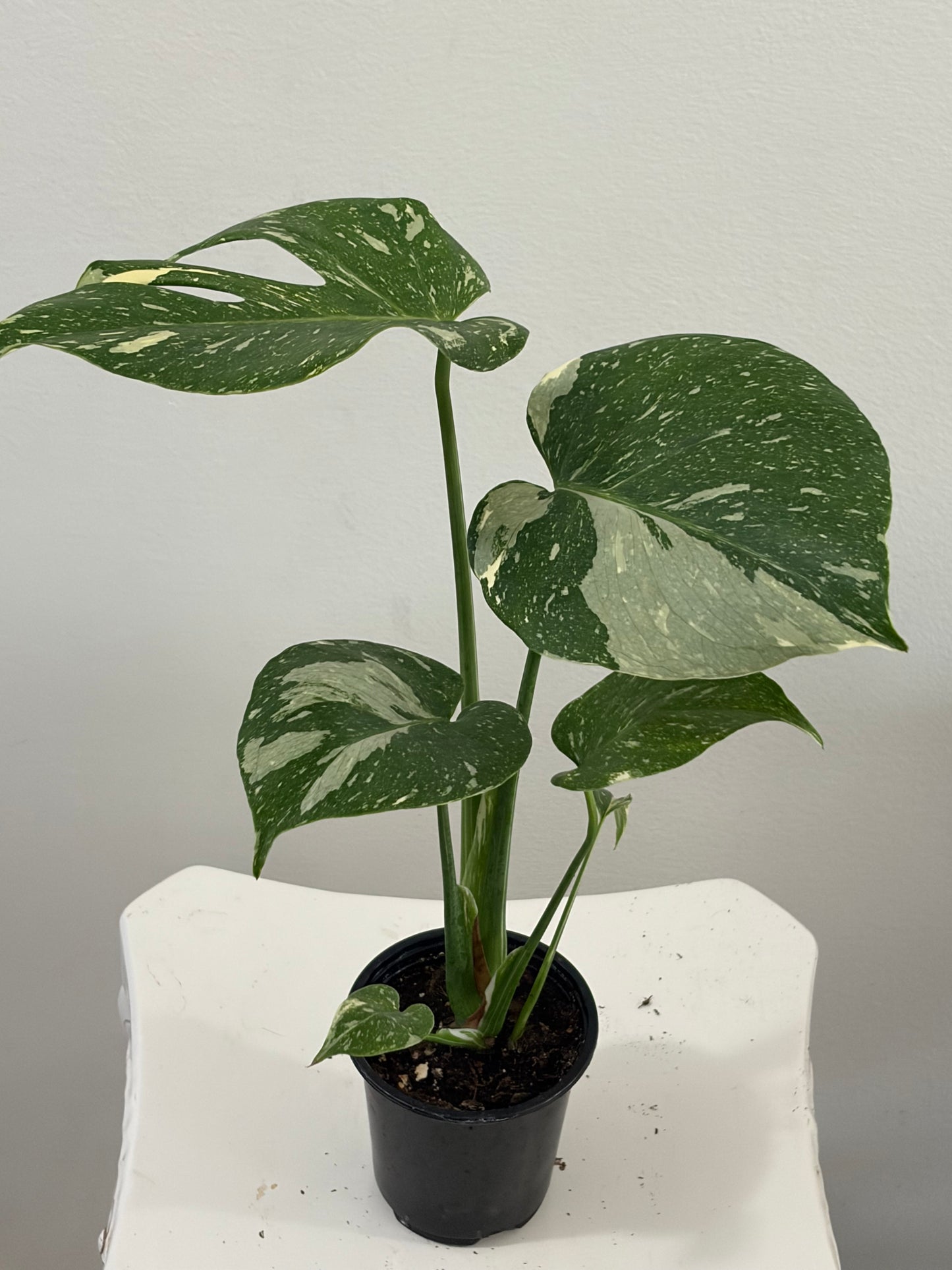 Monstera Thai Constellation 4"