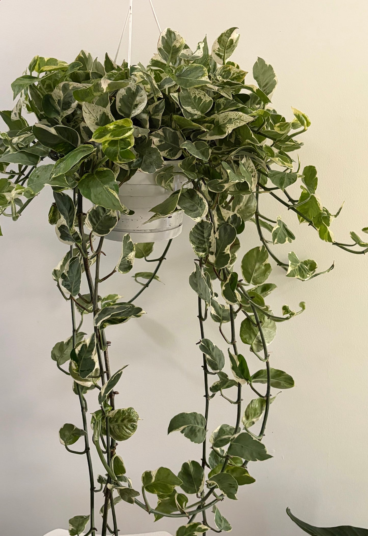 8" Pearls and Jade Pothos Hanging basket