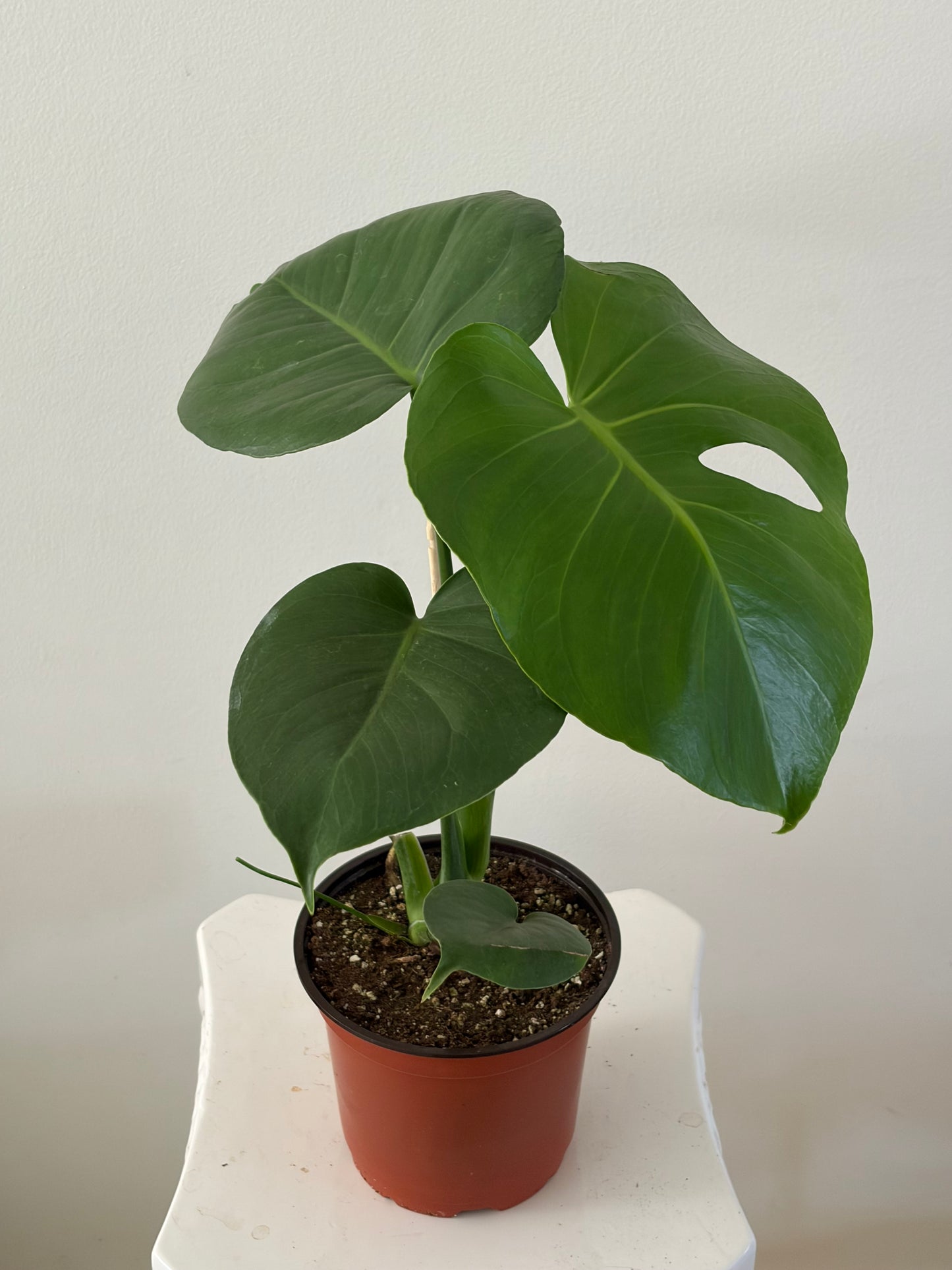 6" Monstera Deliciosa