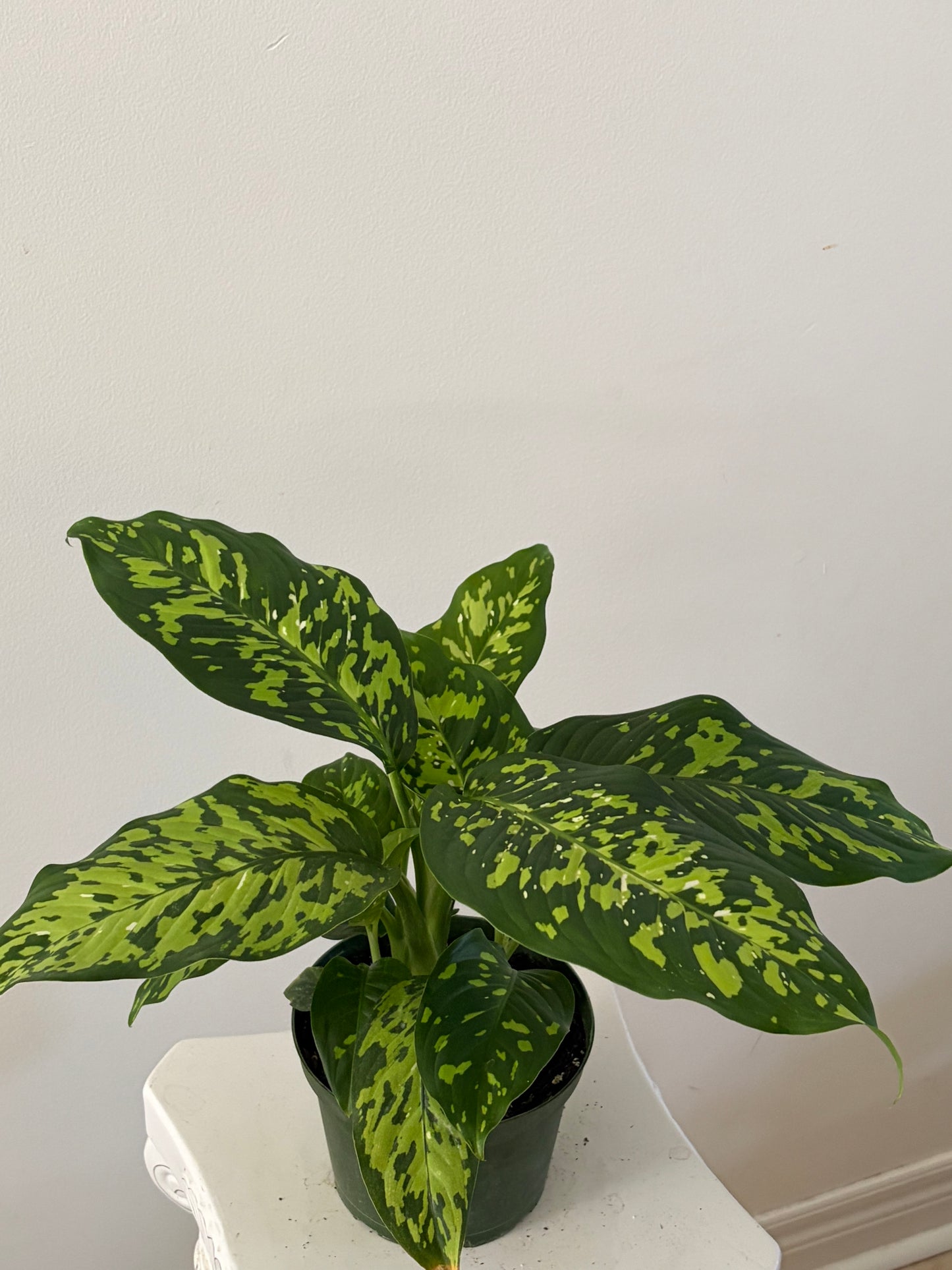 6" Dieffenbachia Cheetah