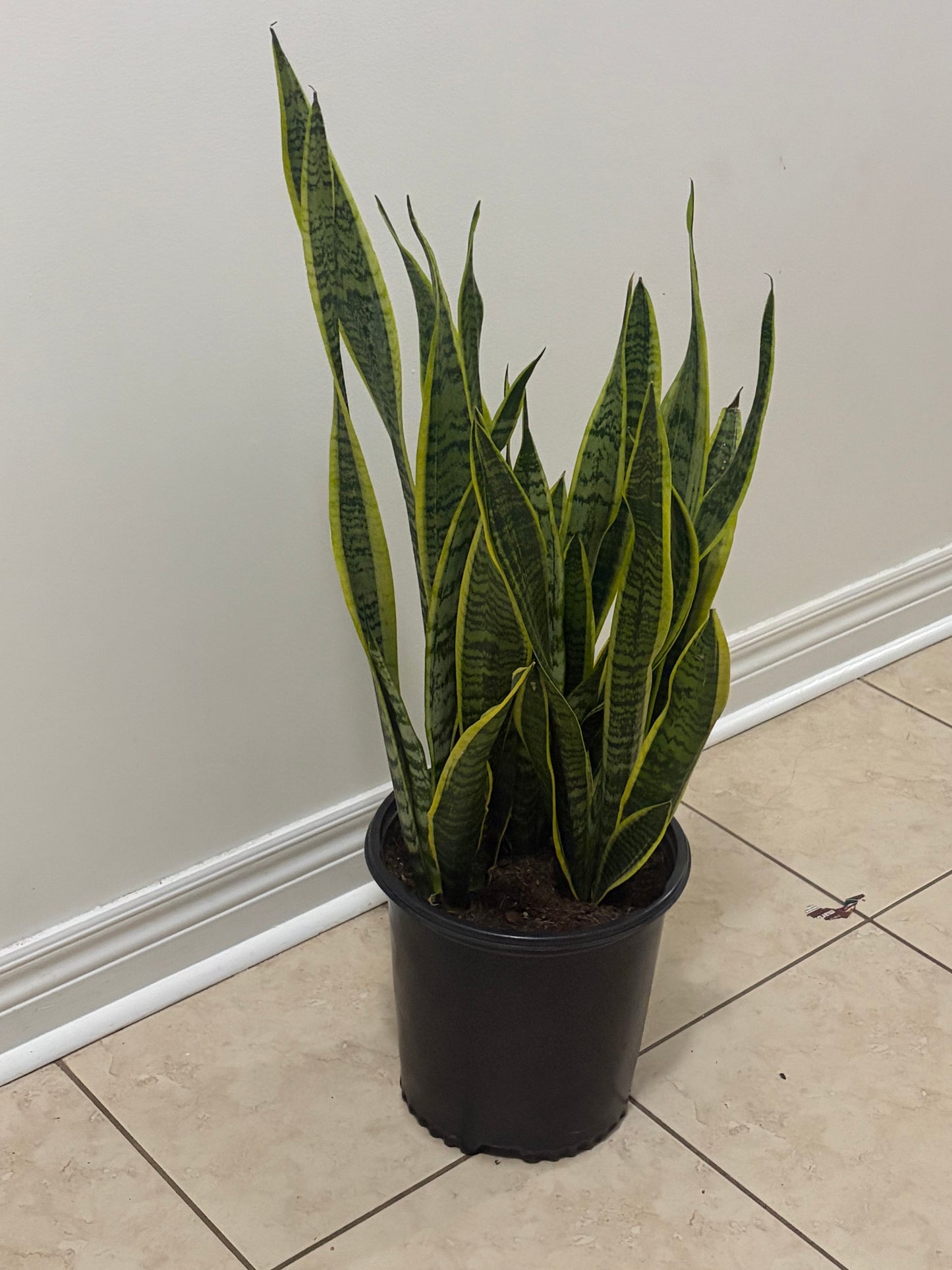 10" Sansevieria Laurentii