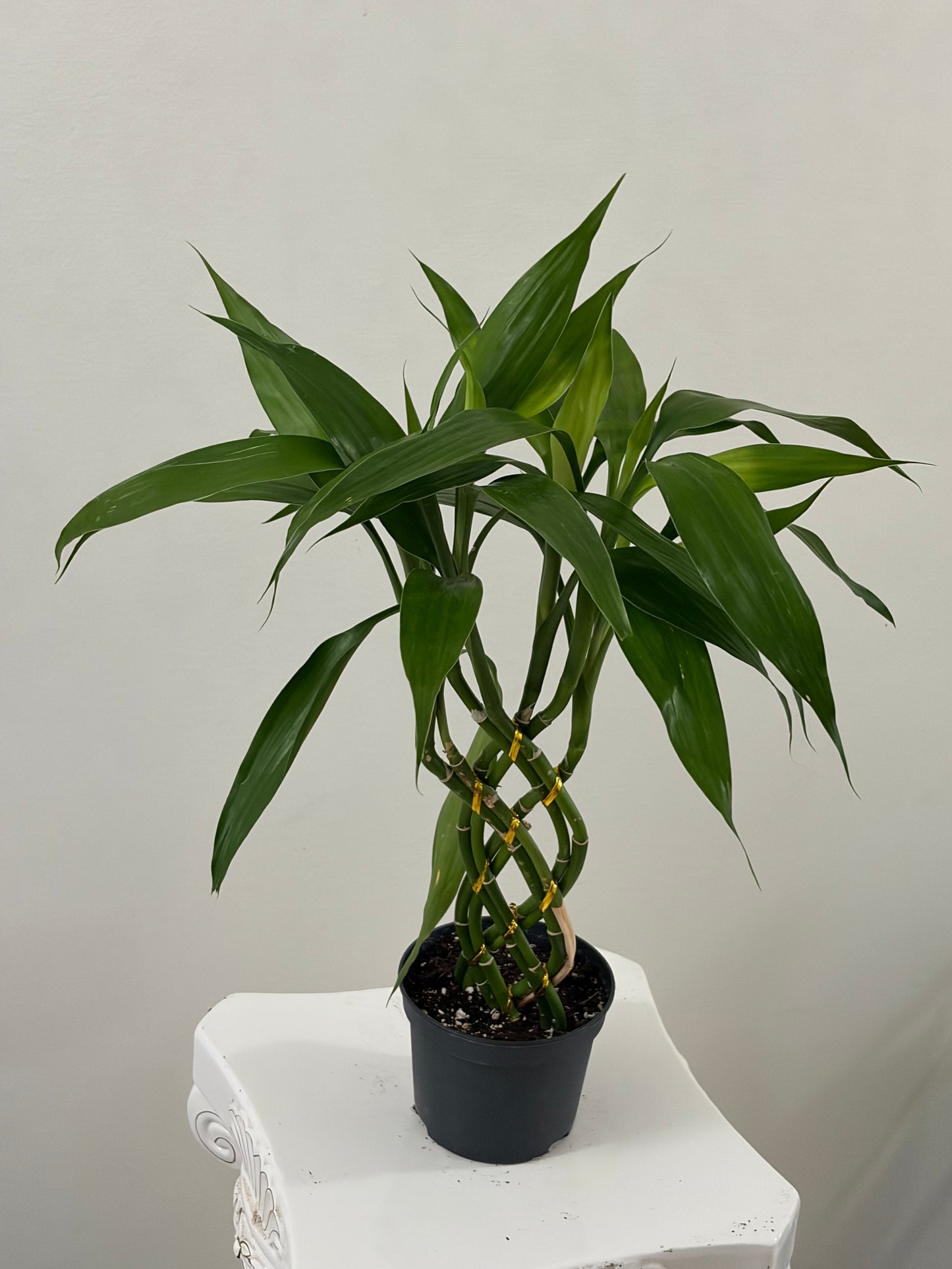 4" Lucky Bamboo Trellis