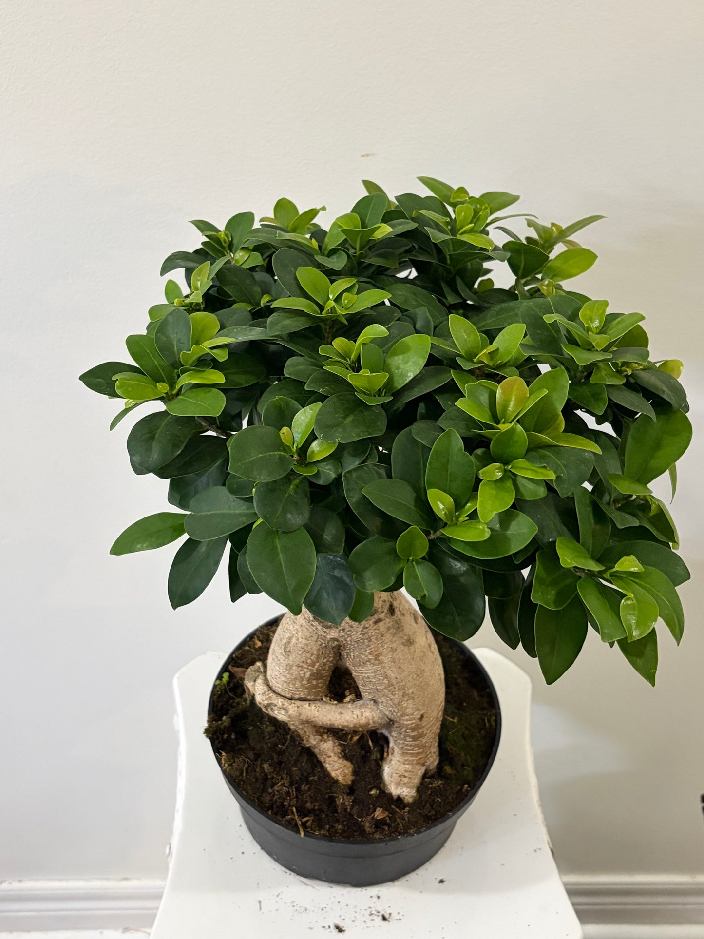 8" Bonsai Tree