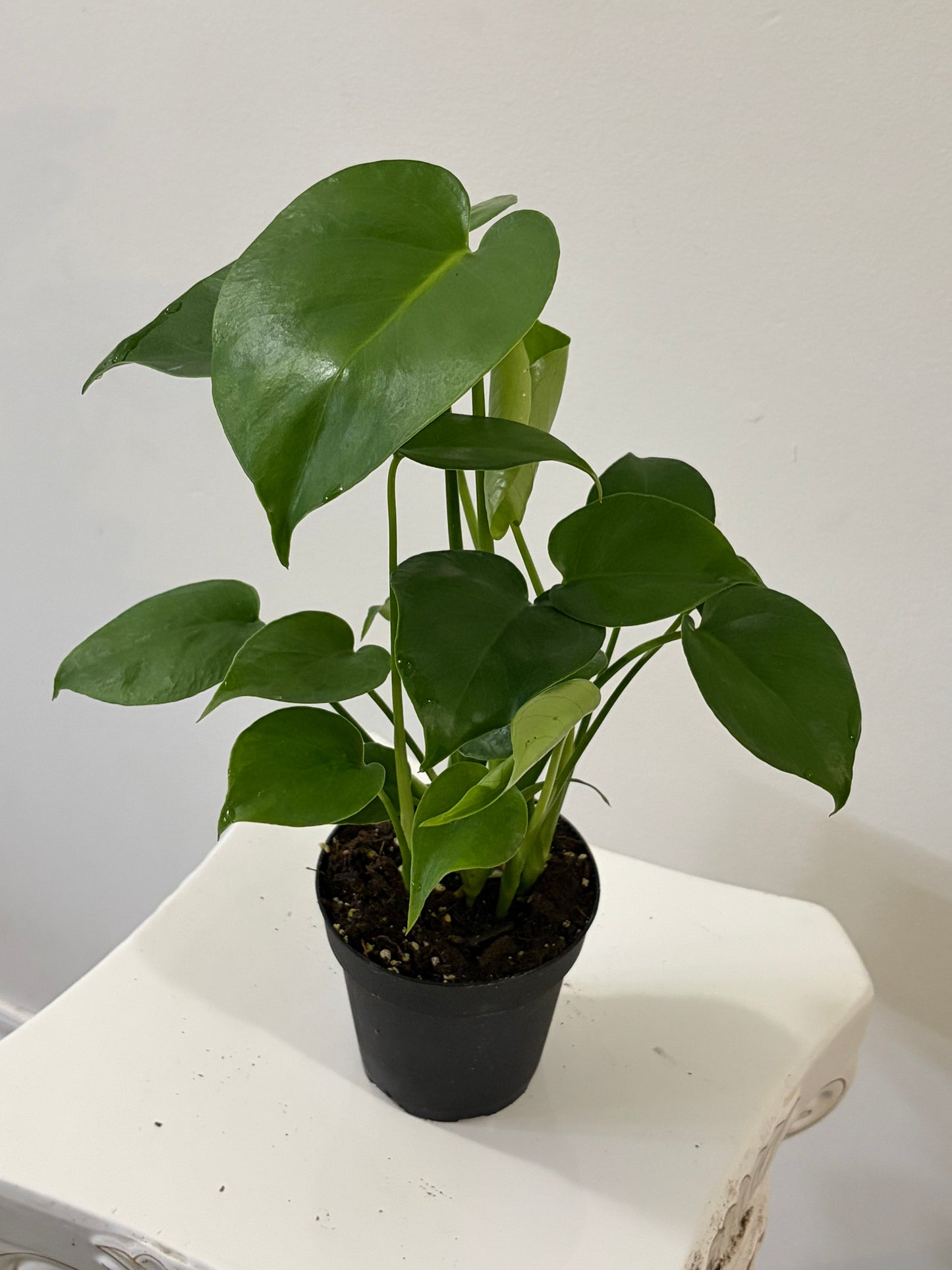4" Monstera Deliciosa