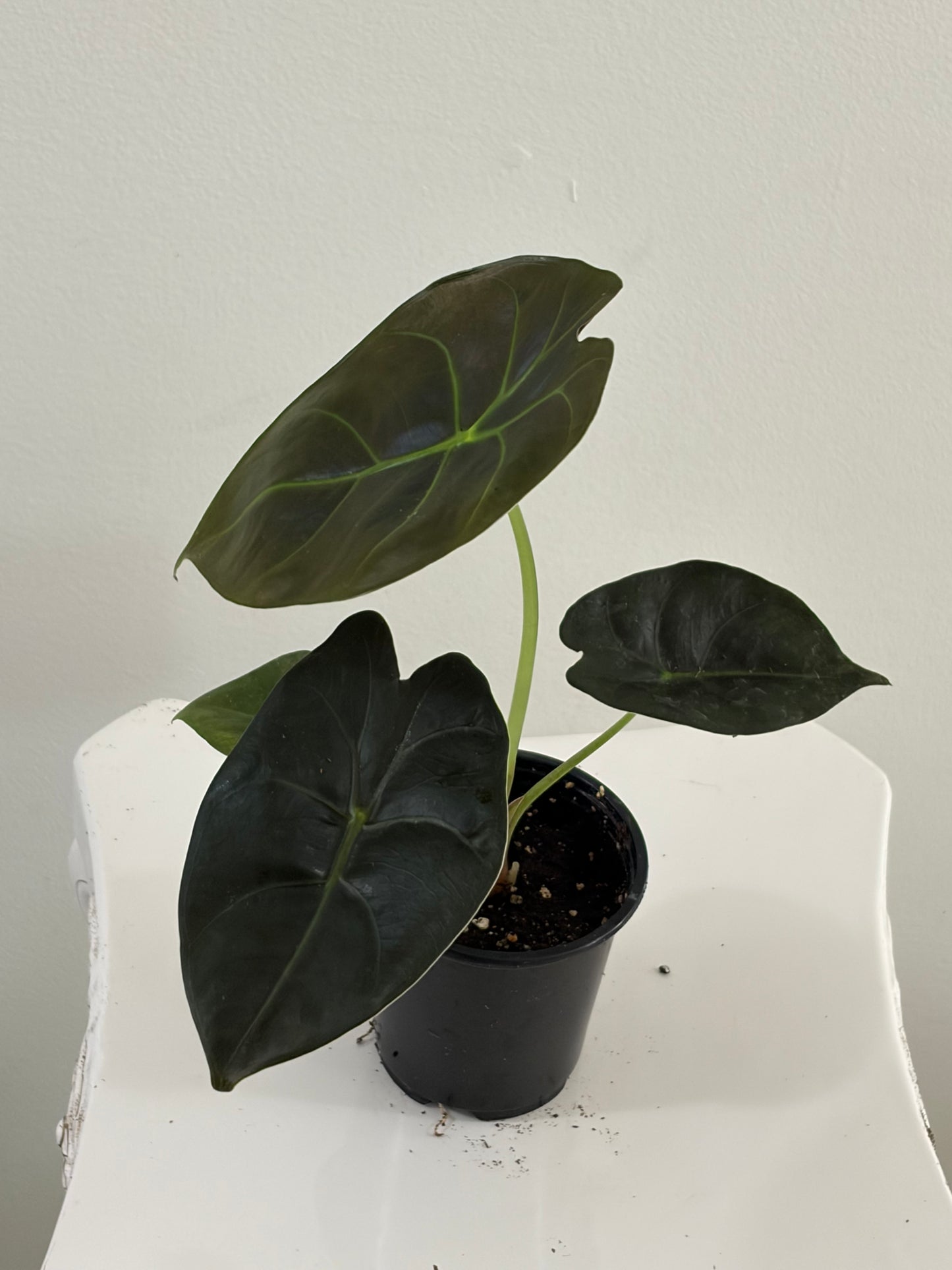 4" Alocasia Golden Bone