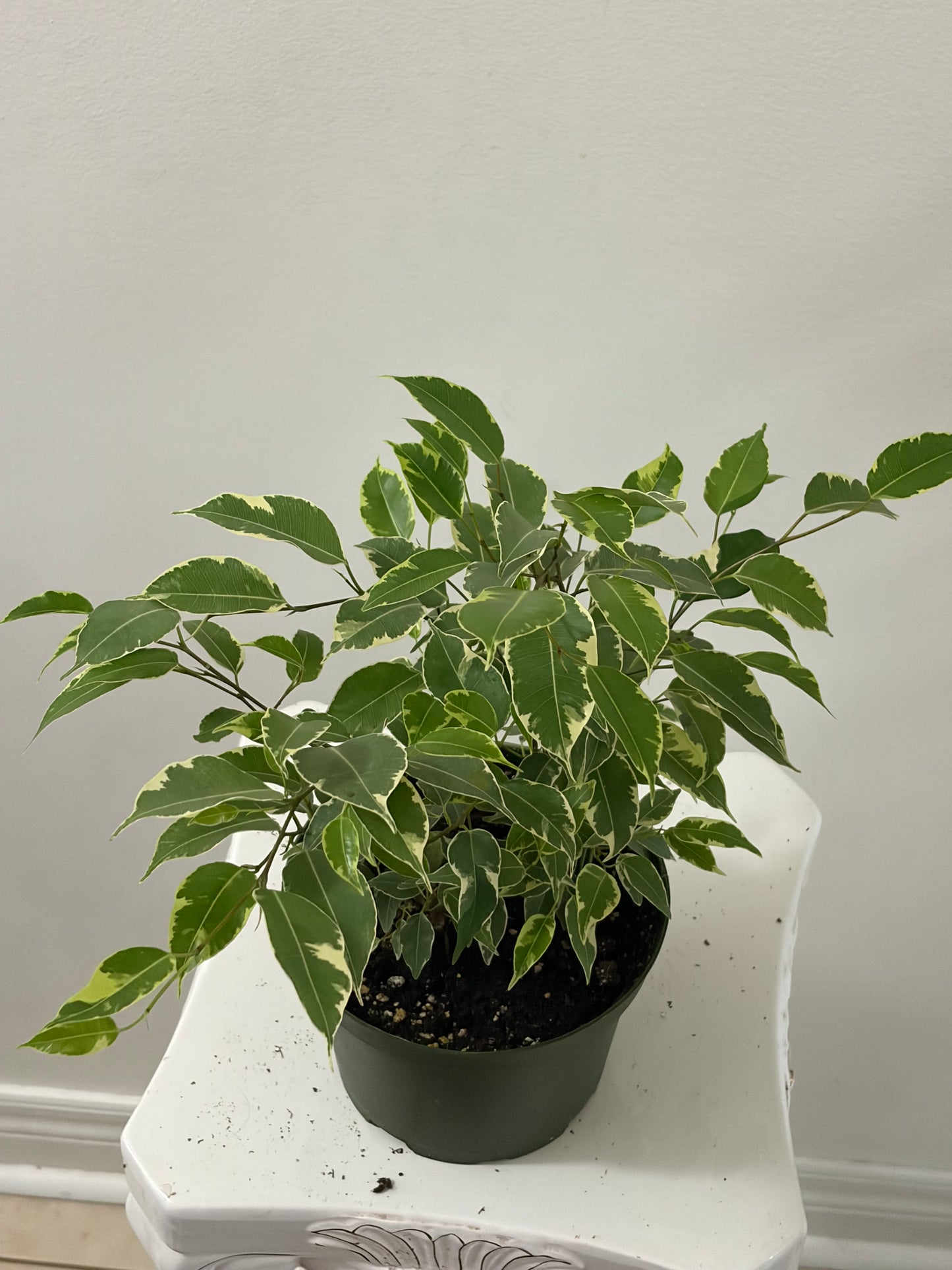 6" Ficus Benjamina Variegated