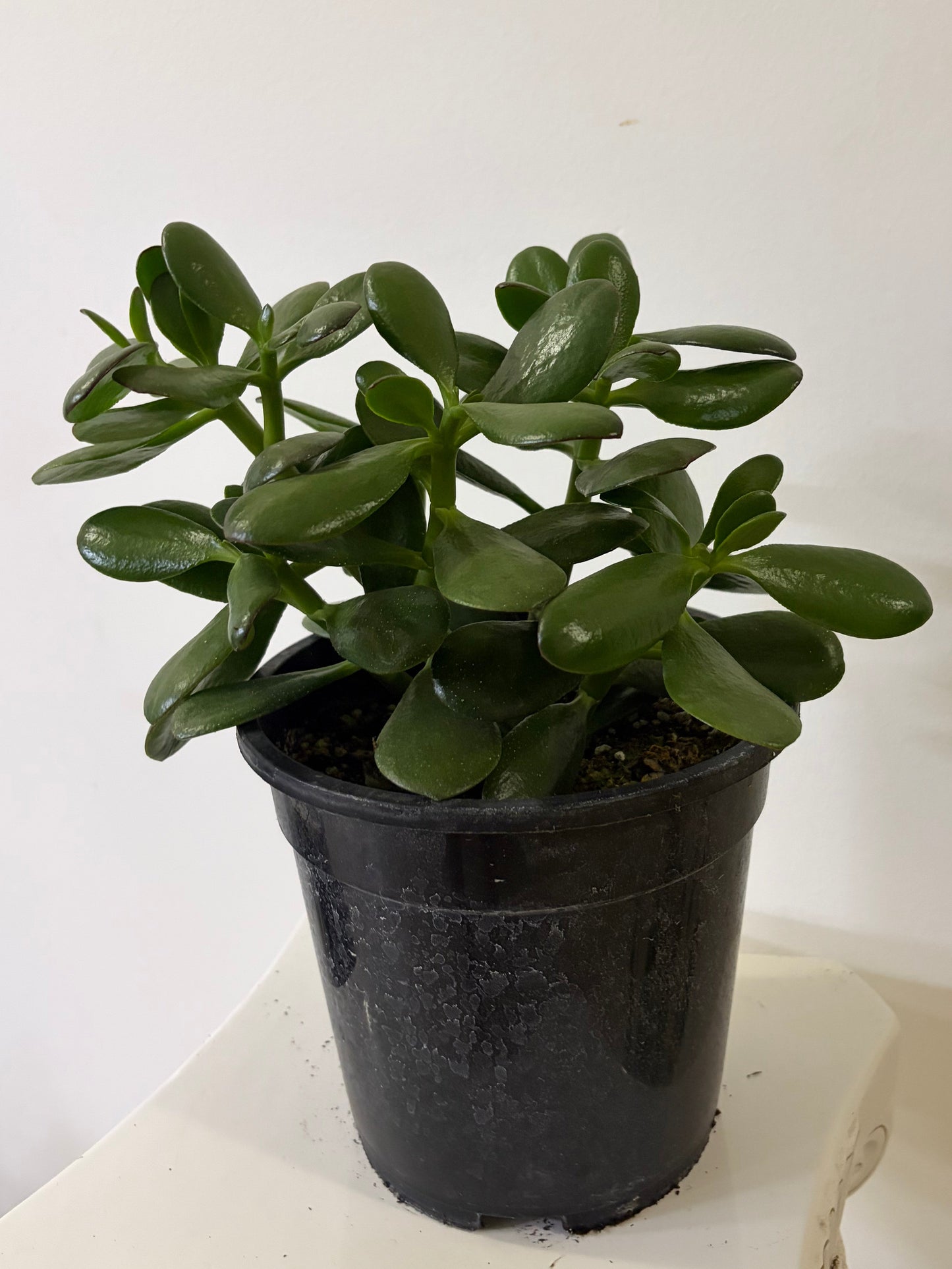 7.5" Jade Plant
