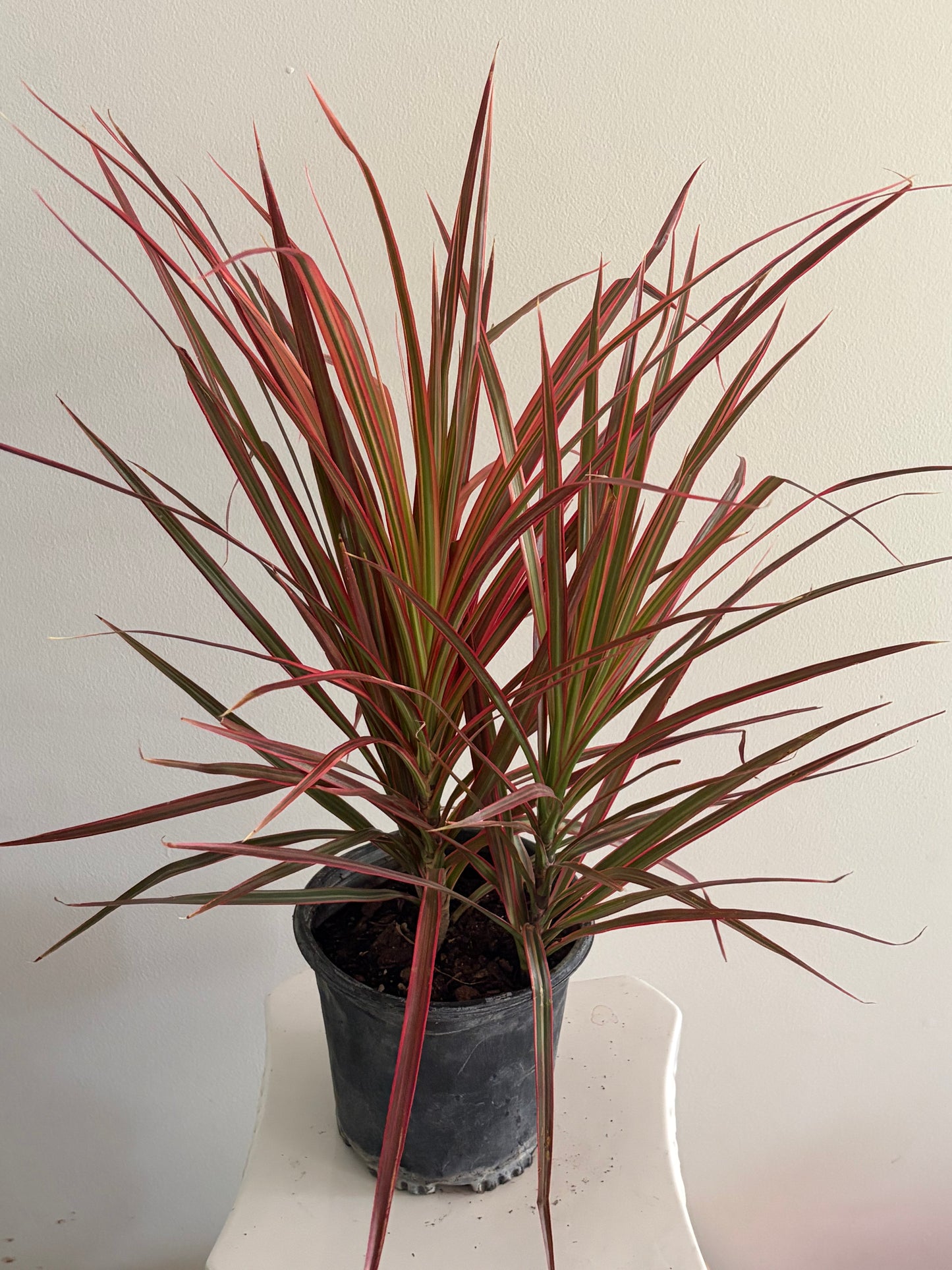 6" Dracaena TriColour
