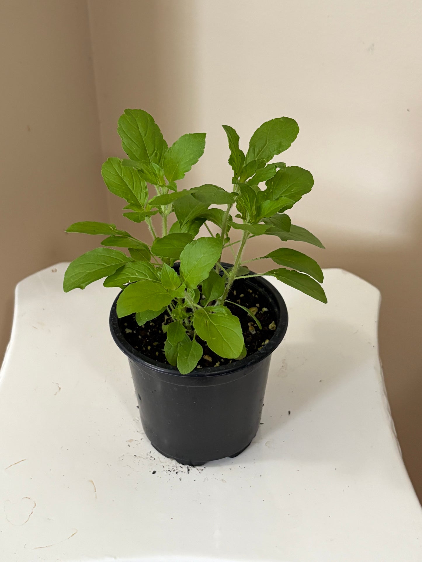 4" Tulsi