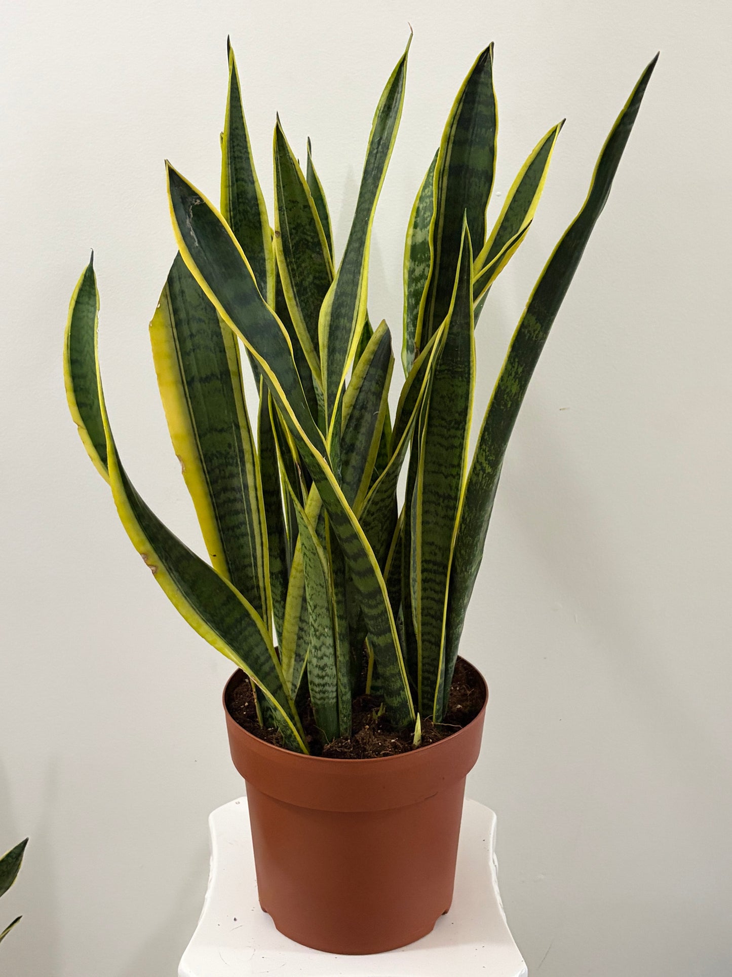 10" Sansevieria Laurentii