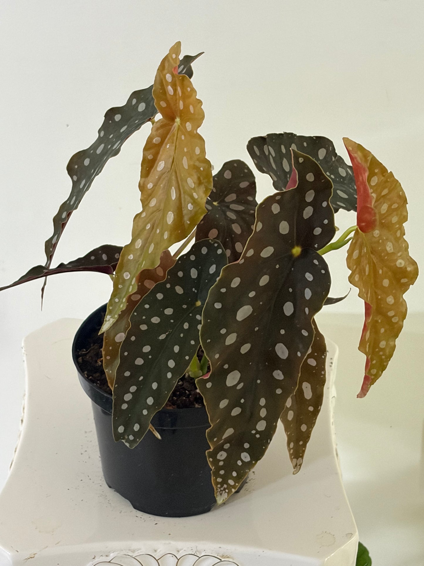6' Begonia Cracklin Rosie