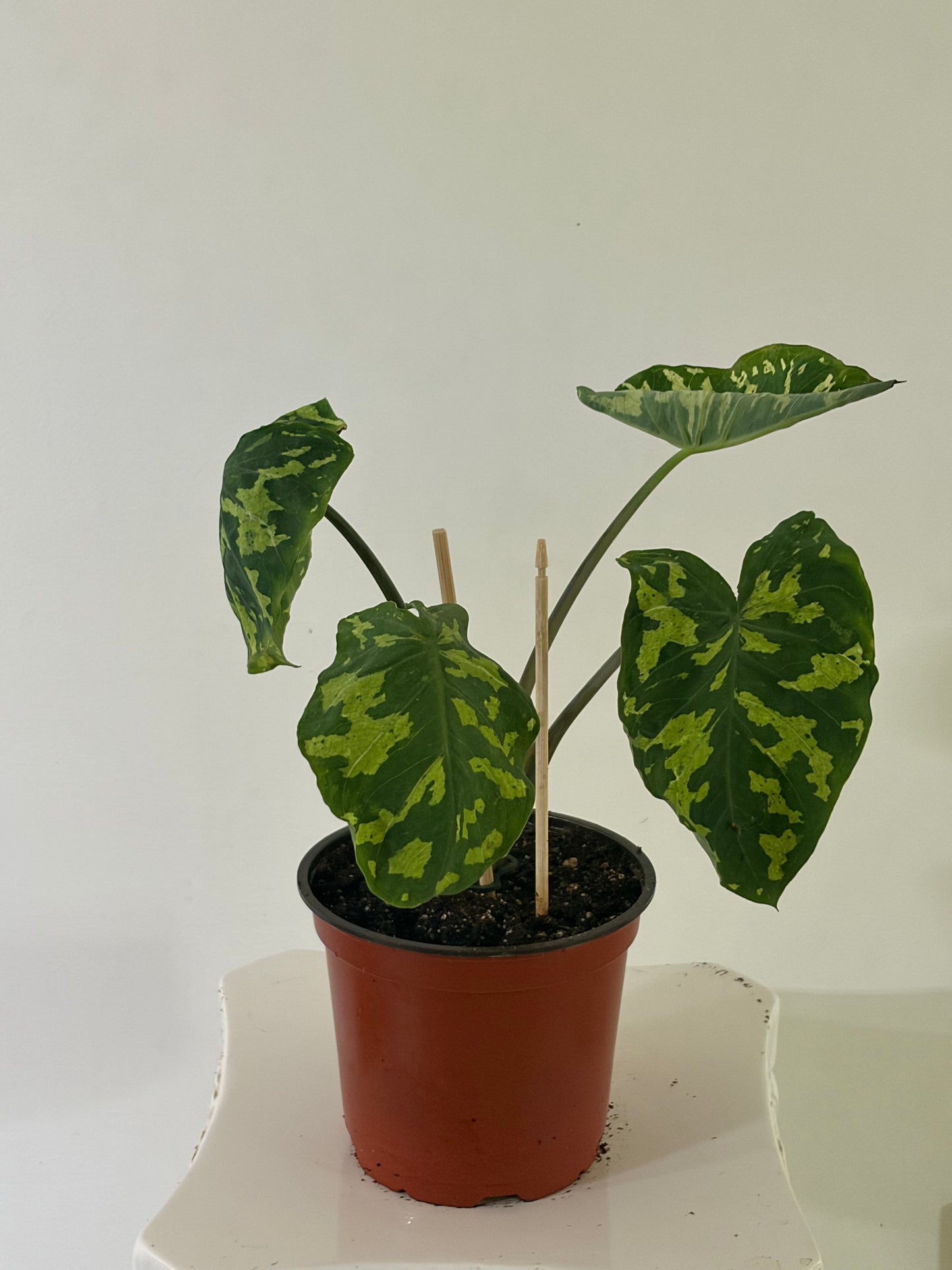6" Alocasia Hilo Beauty