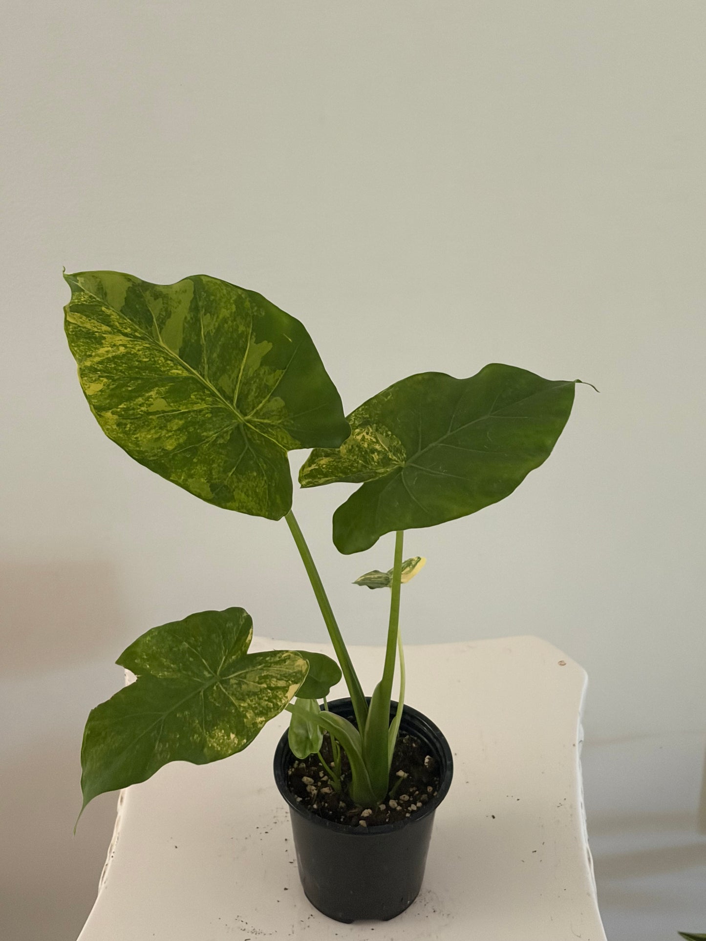 4" Alocasia Odora Yellow Variegated