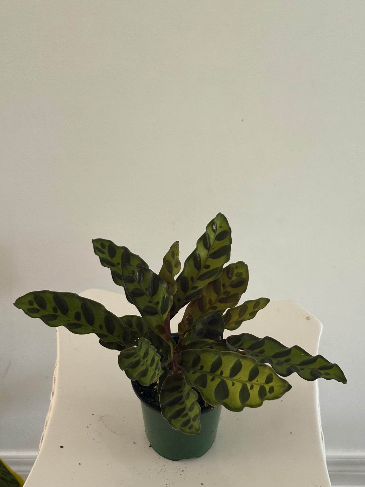 4" Calathea Rattle Snake