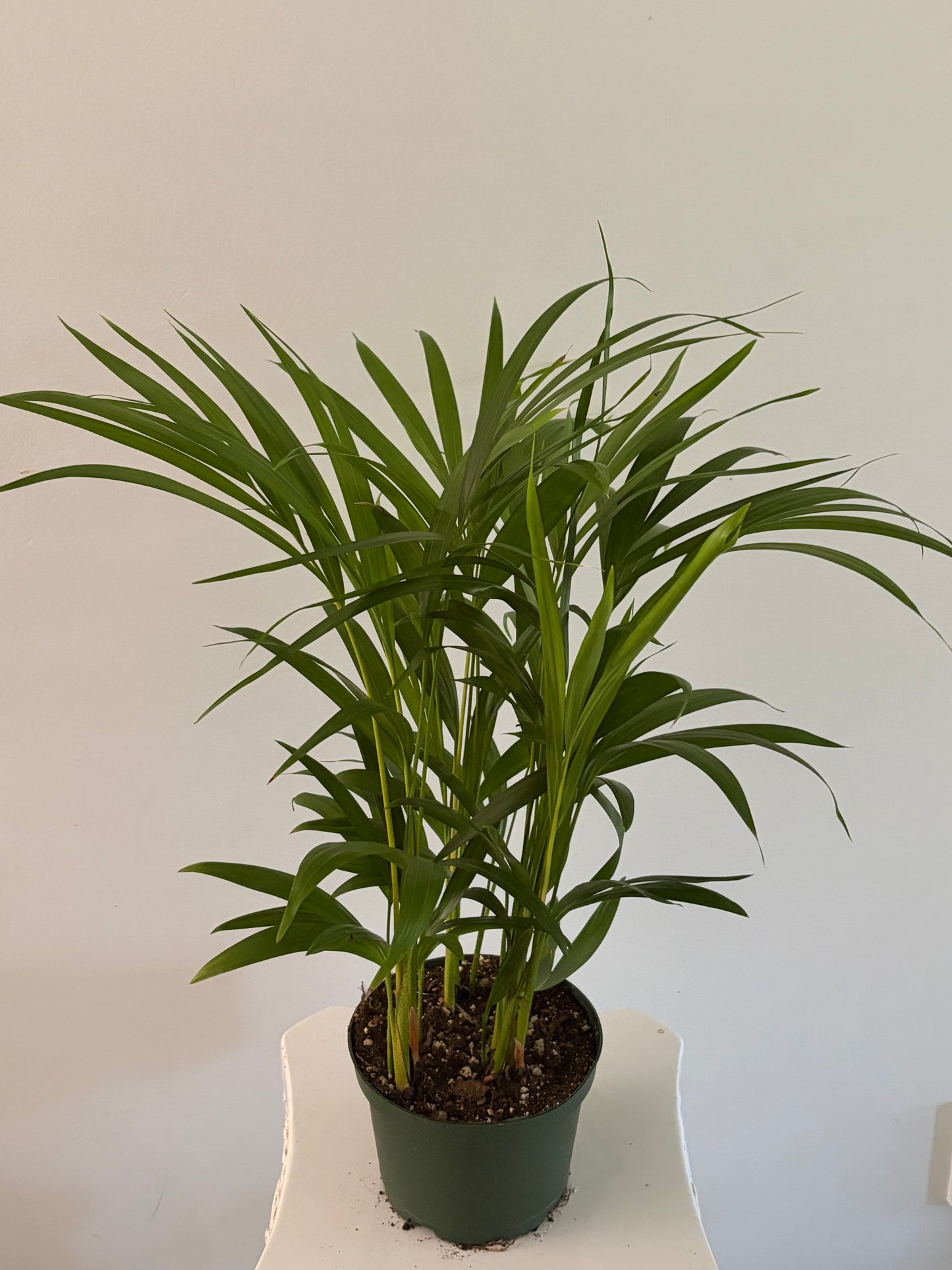 6" Areca Palm