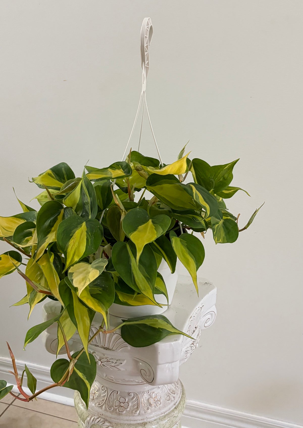 8" Philodendron Brazil Hanging Basket