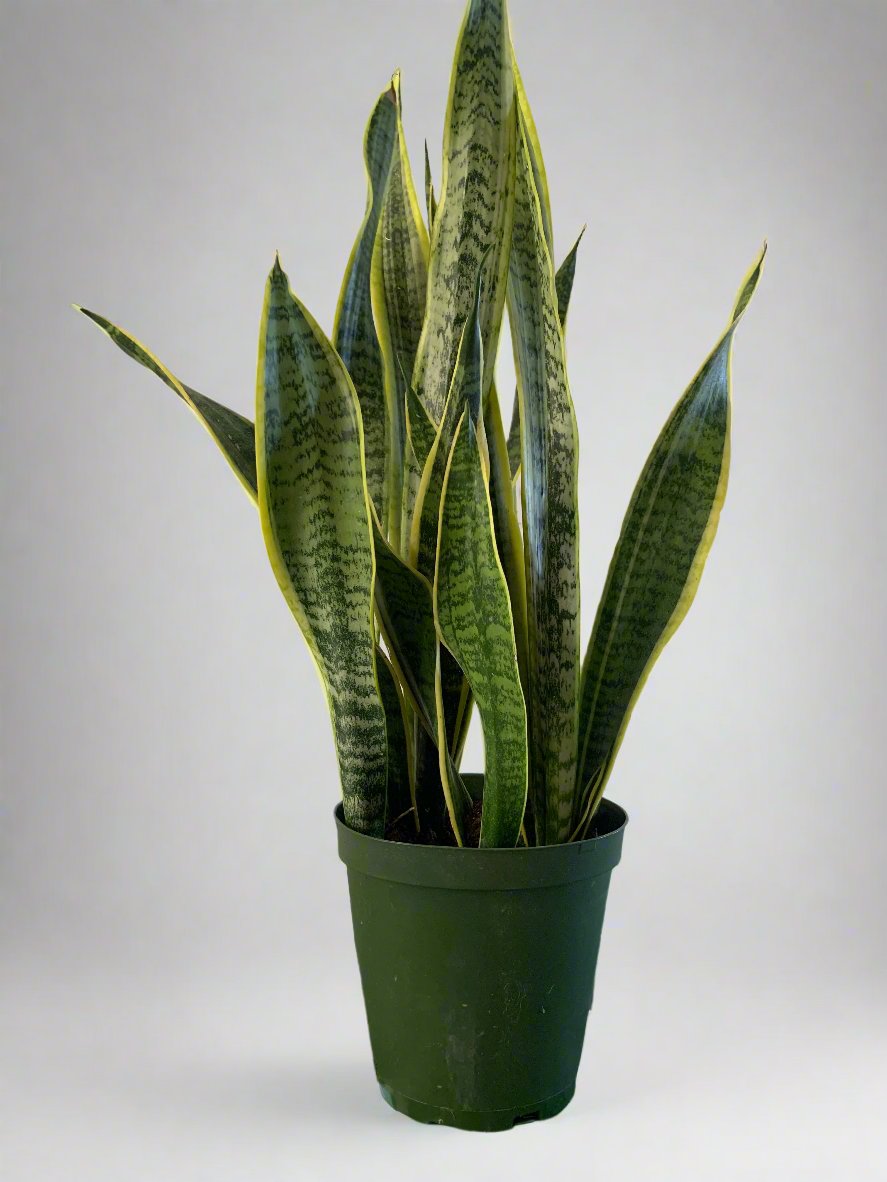 Sansevieria Trifasciata Laurentii