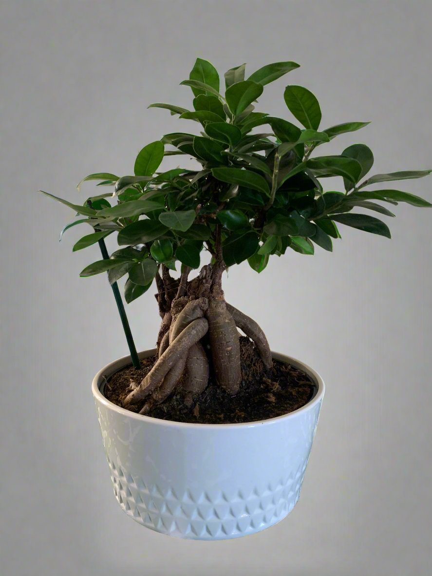 Bonsai Ficus Microcarpa