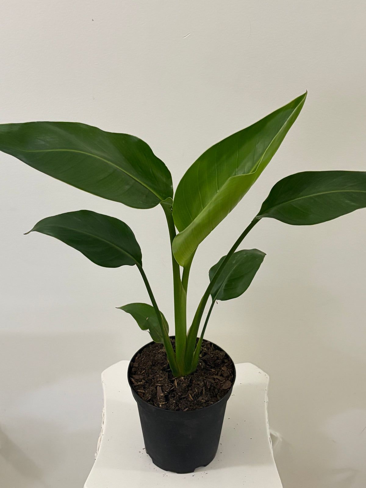 6" Bird of Paradise