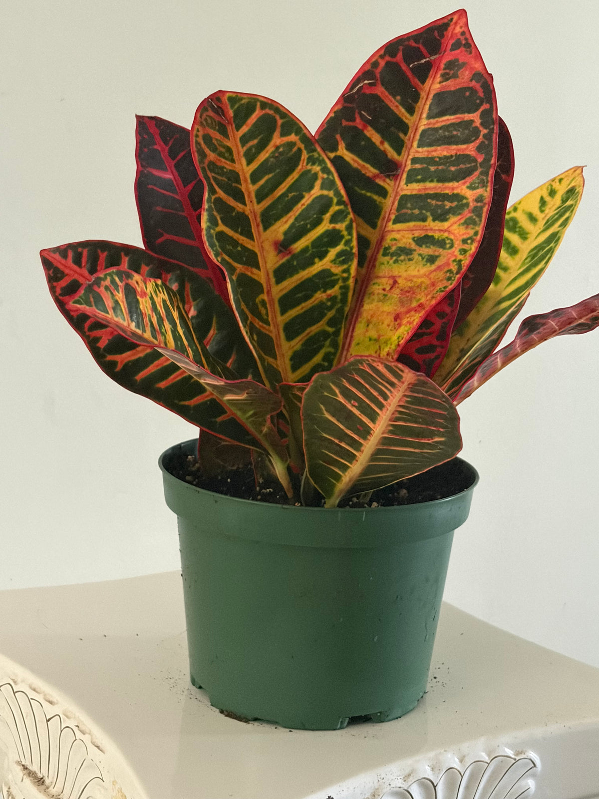 6" Croton petra