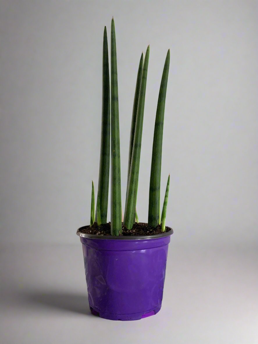 Sansevieria Dragon Fingers