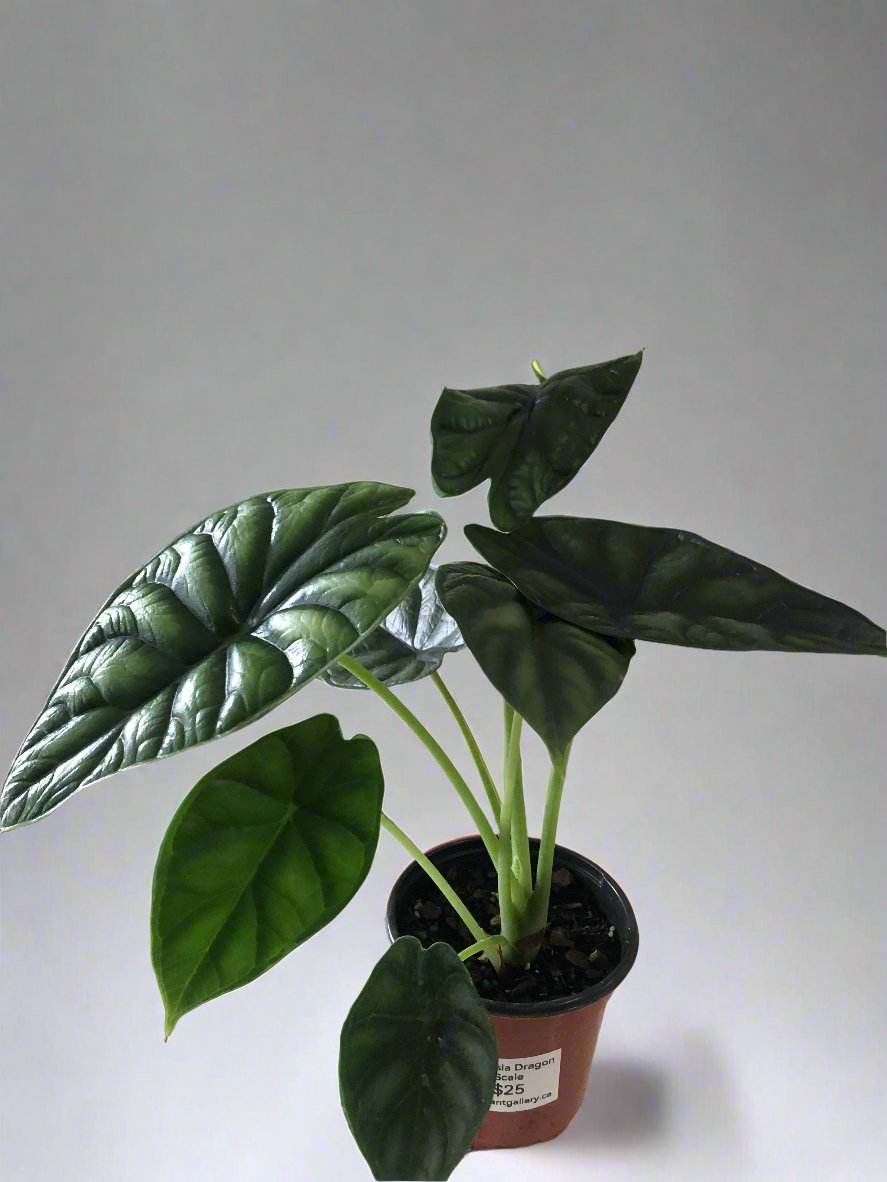 4" Alocasia Dragon Scale
